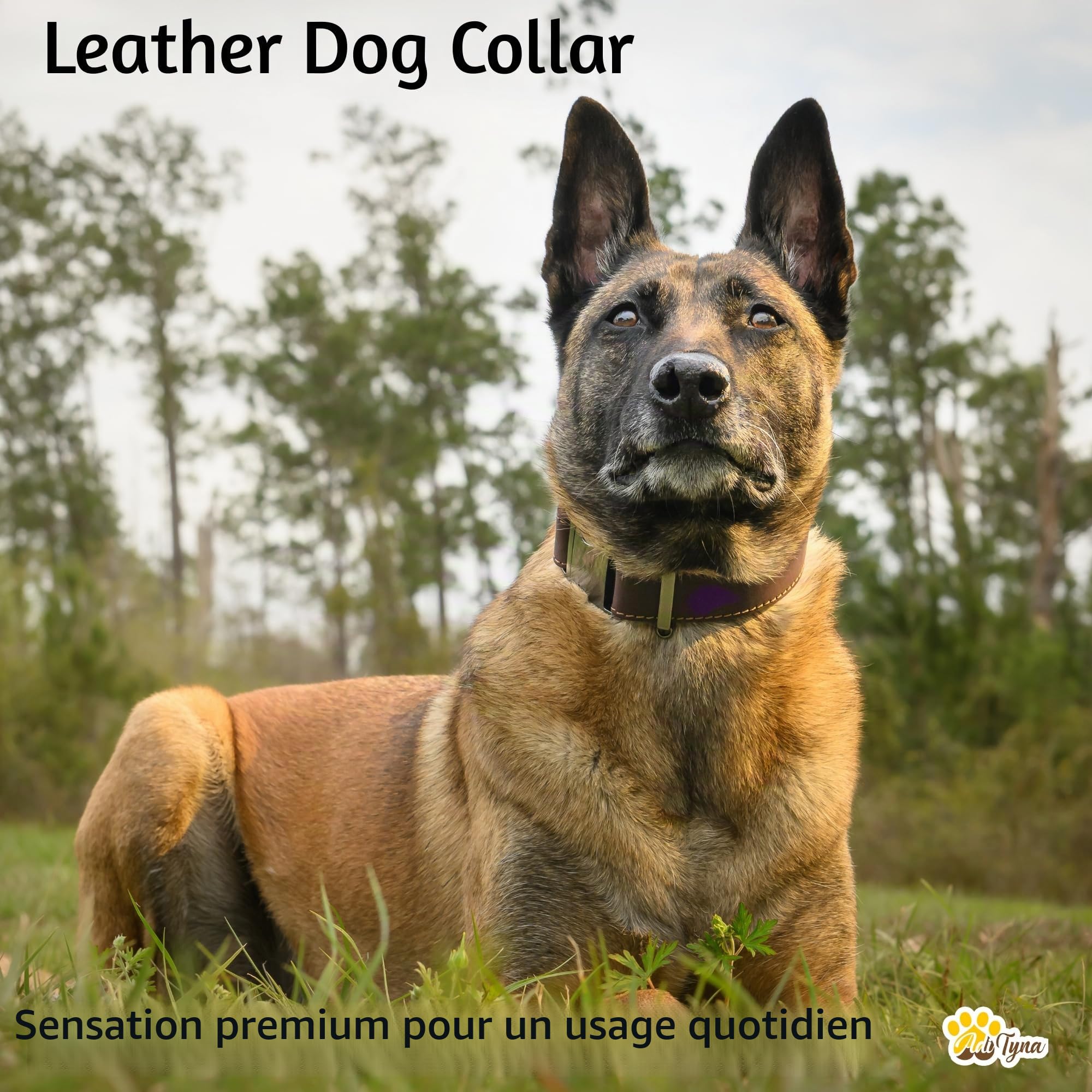 ADITYNA Collier pour chien en cuir avec boucle en métal, robuste, réglable, pour chiens de taille moyenne et grande, pour promenade, dressage, randonnée (marron, tour de cou de 38 à 53 cm)