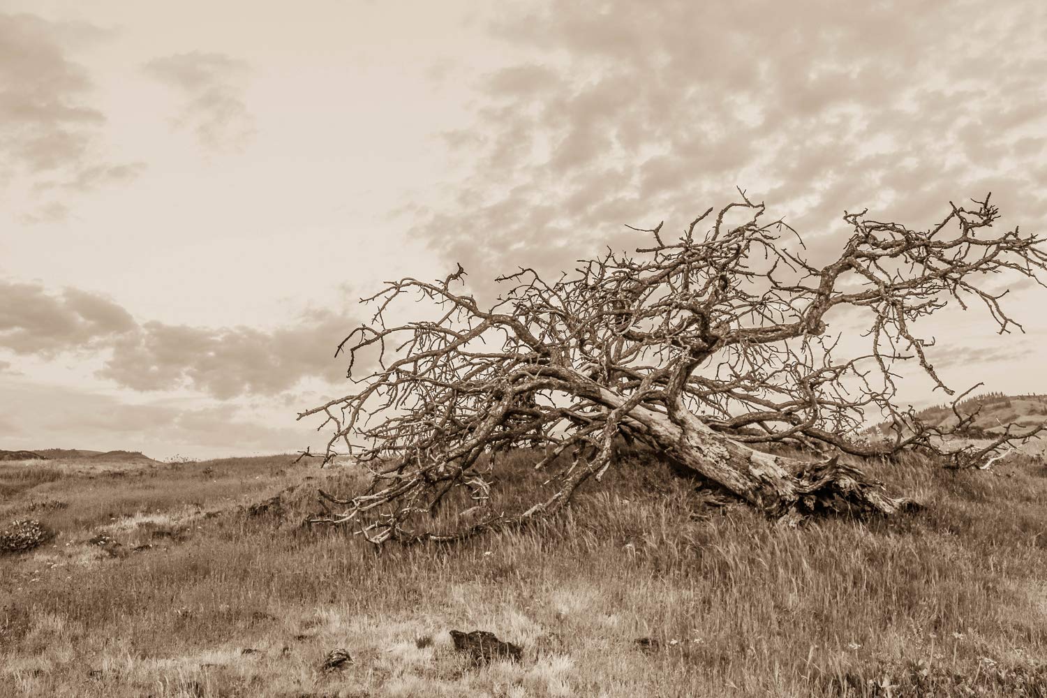 Dead Tree Print Unframed Nature Photography Rustic Wall Art Wild West Sepia Print Western Countryside Landscape Photo Cloudy Sky Black & White Picture