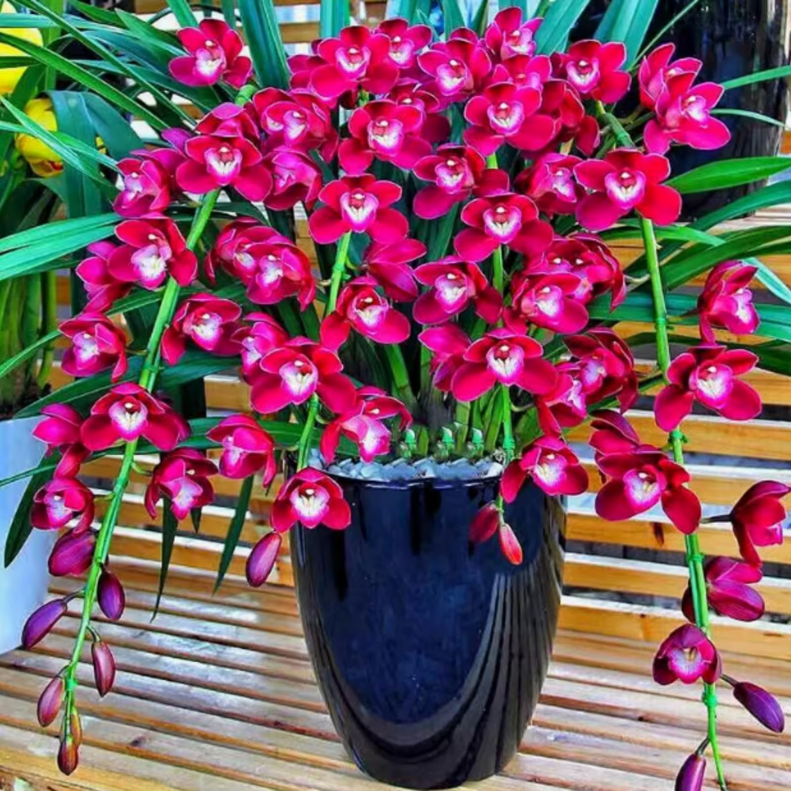 Premium Cymbidium Orchid Bulbs – Stunning Large Blooms, Simple to Grow – Perfect for Indoor Decor, Gifts & Holiday Displays-4 Bulbs-D