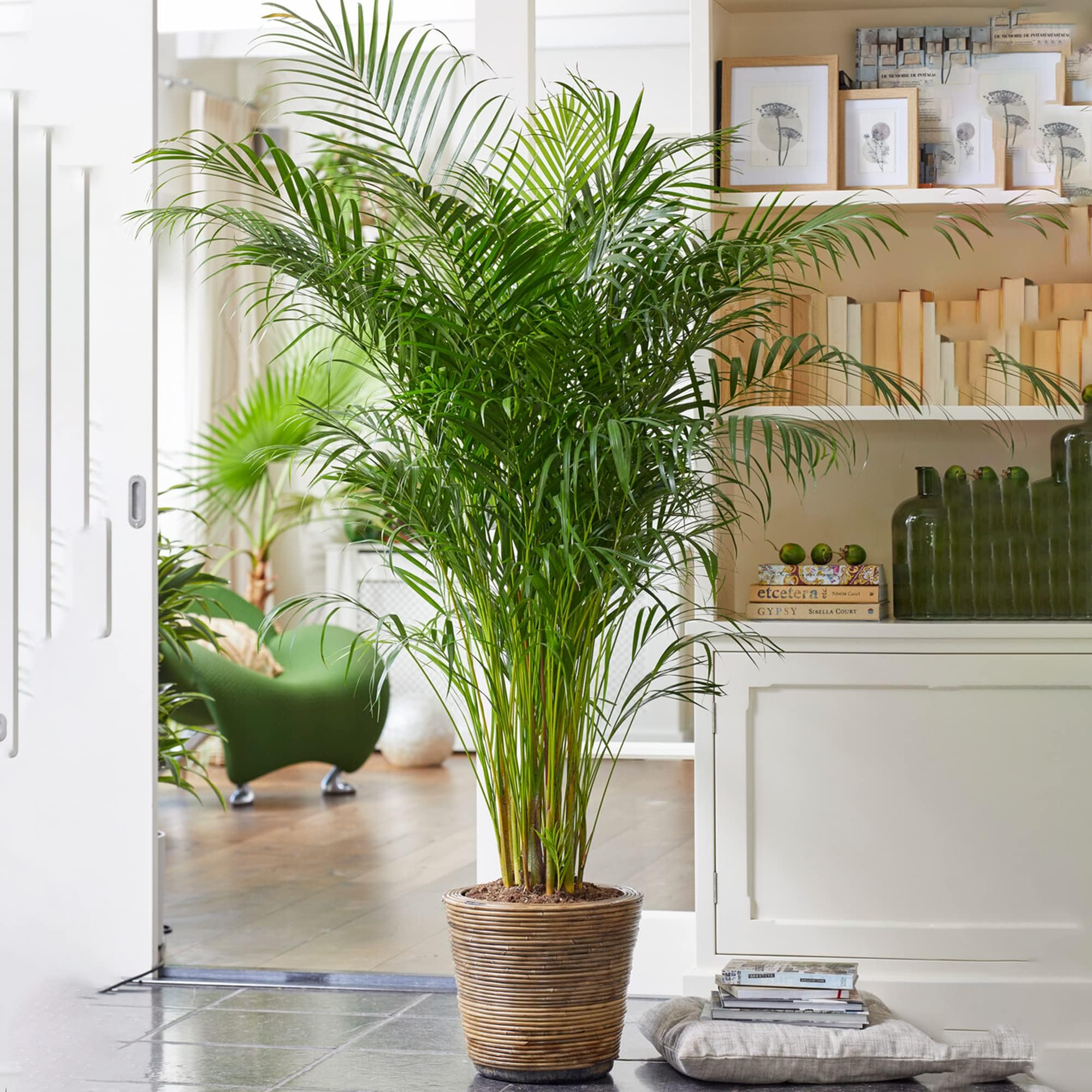 Areca Palm Large Indoor House Plant Real Tropical Exotic Evergreen Tall Plants (50-60cm incl. Pot)