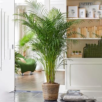 Areca Palm Large Indoor House Plant Real Tropical Exotic Evergreen Tall Plants 80-90cm incl. Pot