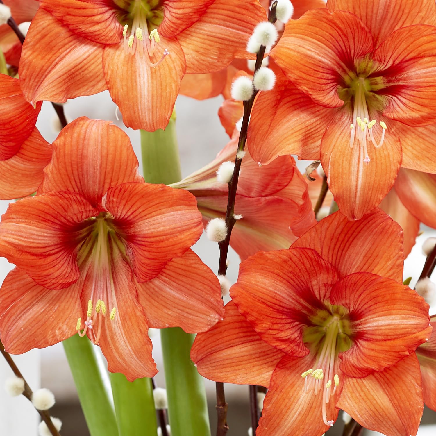 Amazon | コンテナアマリリス オレンジクイーン 球根 1球 植えっ