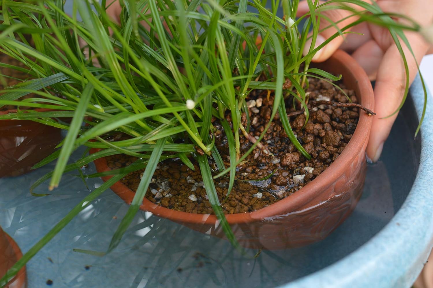 舗 鉢 プランターで育てる 水生植物の土 ６ｌ 元肥入り ｐｈ調整済み Dprd Jatimprov Go Id