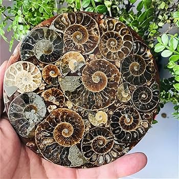Amazon.co.jp: Sairui アンモナイト化石スライスプレートナチュラ Amazon.co.jp: Sairui アンモナイト化石スライスプレートナチュラ
