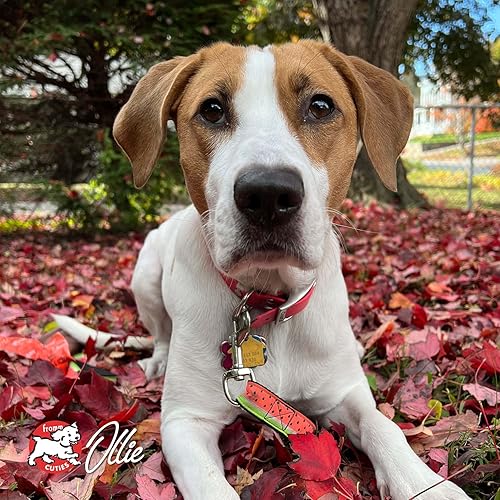 Miniatura 20 de Fromm Heartland Gold - Alimento seco prémium para perros adultos, receta de carne de res, 4 libras