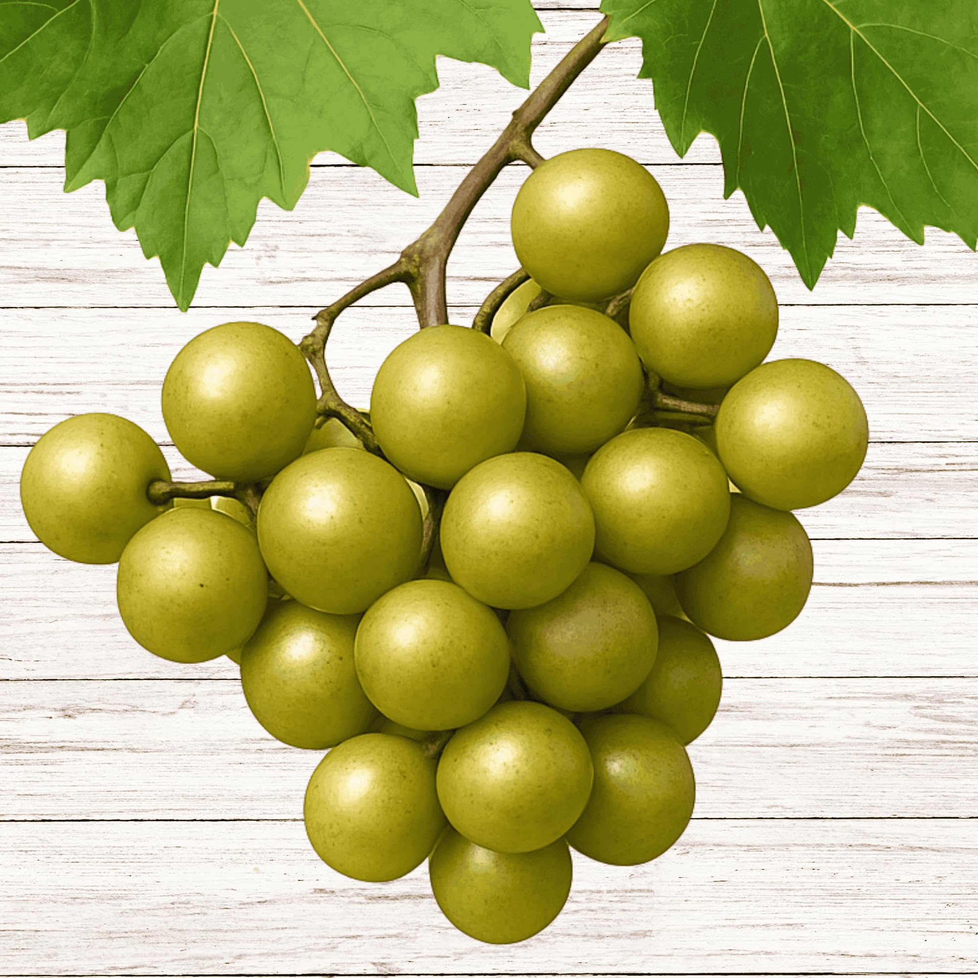 Amazon.com : Sweet Jenny Bare Root Muscadine Grape Vines - Large