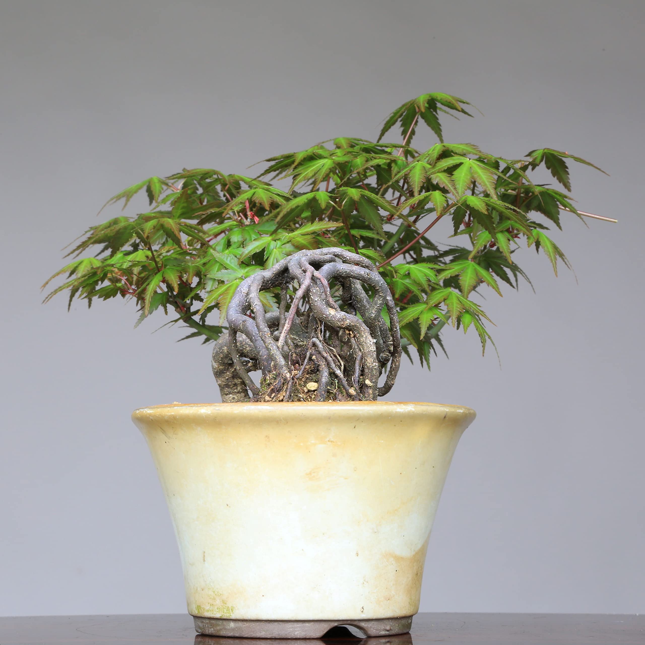 Amazon.co.jp: 紅葉『山もみじ』根上り懸崖づくり 小品盆栽【泰寿園