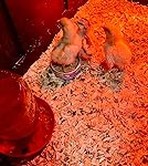 Review Image by Sherri R Sherri R