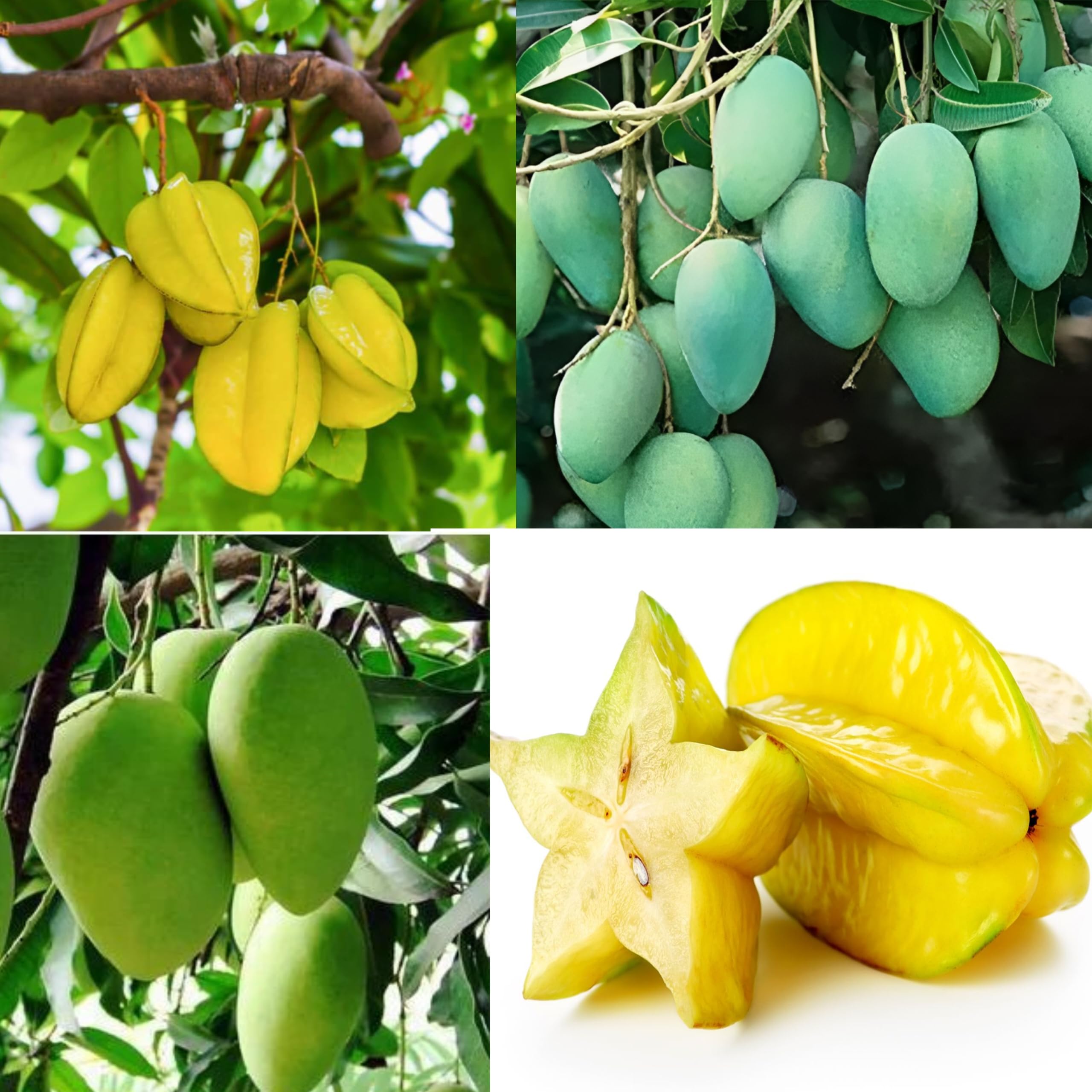Combo 2 Carambola Star Fruit Tree Indonesia Variety Plant + All Time Mango Plant Grafted Hybrid (1.5-3 Feet Height) Live Fruit Plant For Home Garden