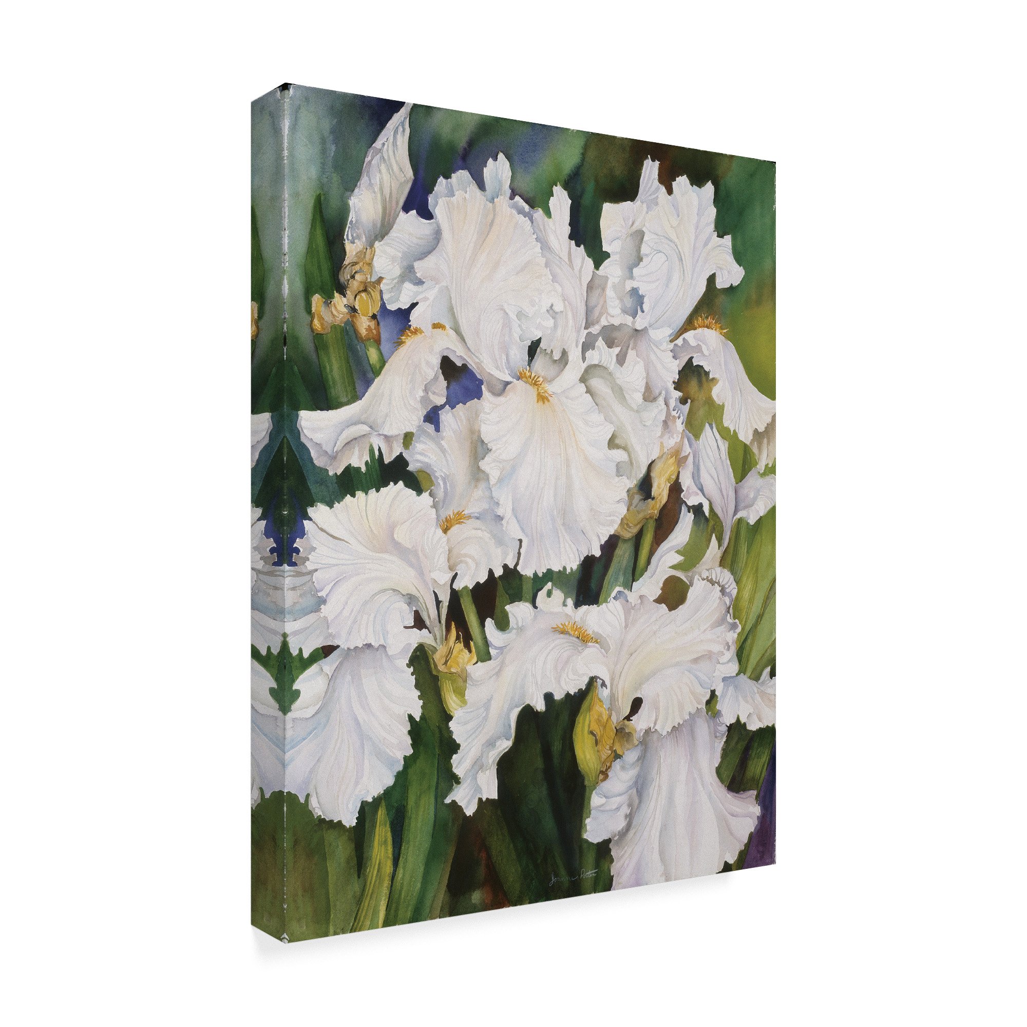 Amazon.com: White Iris by Joanne Porter, 24x32-Inch : Everything Else