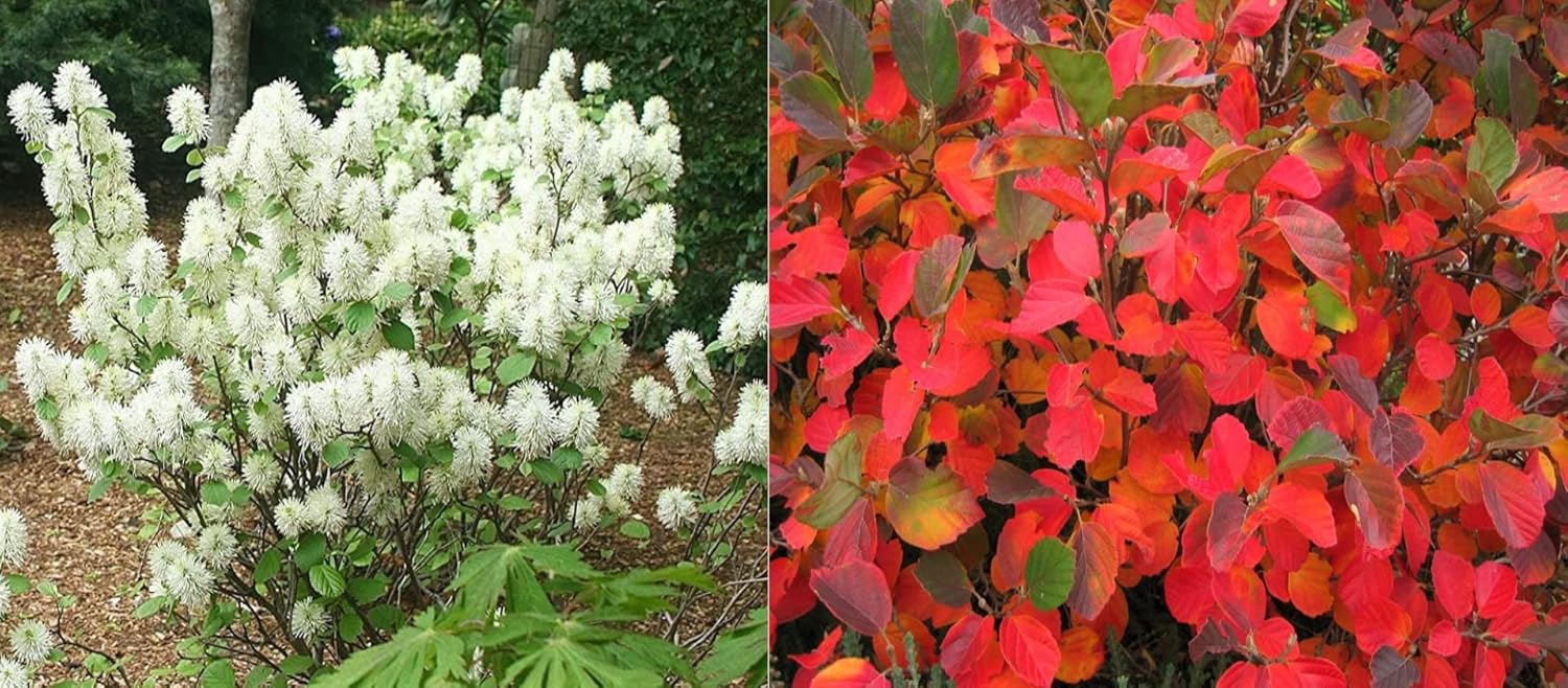 Fothergilla Gardenii - Spring Blooms & Fall Color - Live Plant Shipped 2 to 3 Feet Tall by DAS Farms