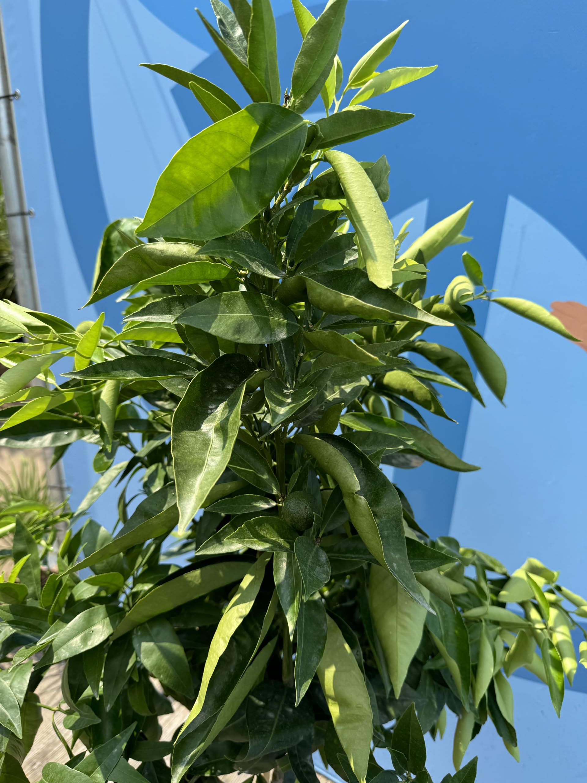 Mandarynka Citrus Reticulata drzewo śródziemnomorskie kwitnące owoce jadalne 150cm doniczka