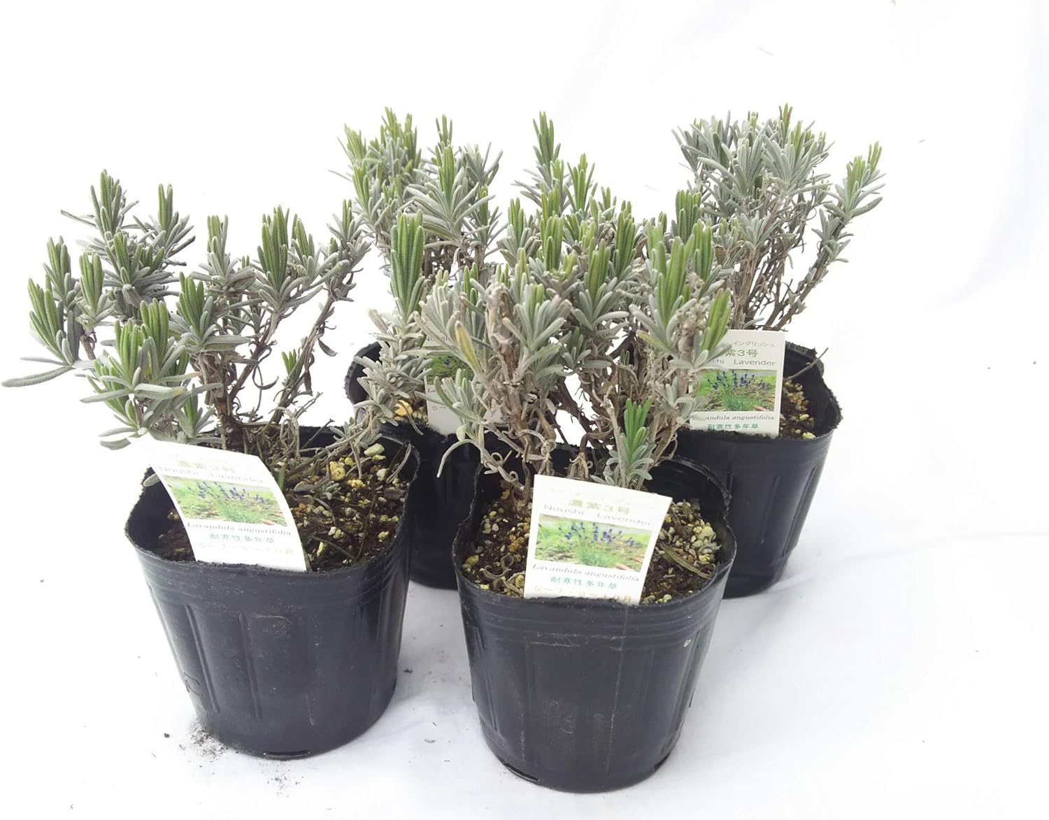 Amazon 富良野 ラベンダー 濃紫３号 ４ポットセット ハーブ