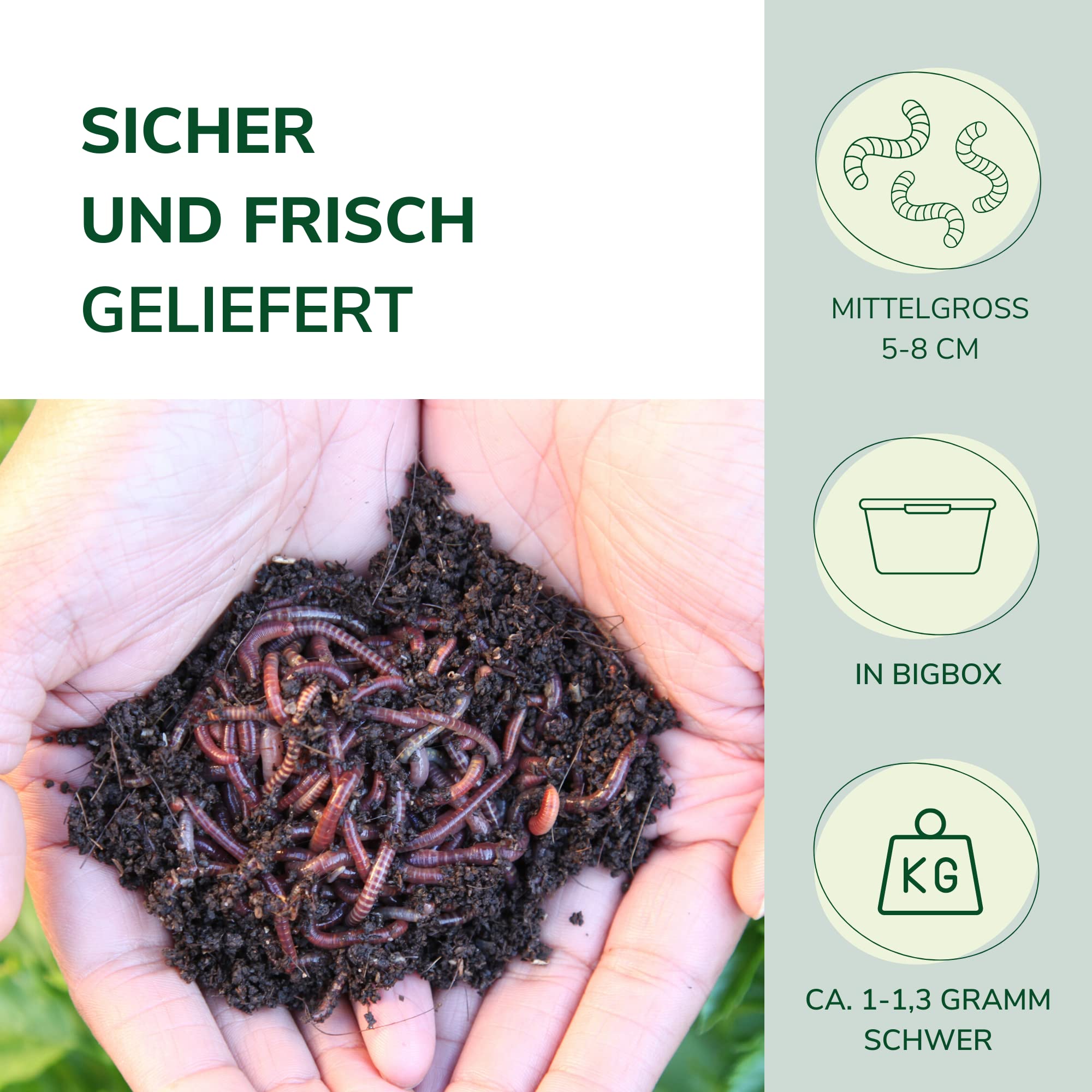 Natursache I Futterwürmer - Mittelgroß - Premium Würmer für Aufzucht & Pflege von Tieren I natürlich und nahhaft I 800 Stück im Eimer