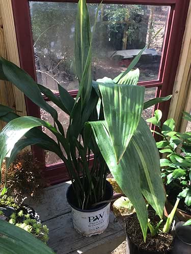 Cast Iron Plant, Aspidistra elatior