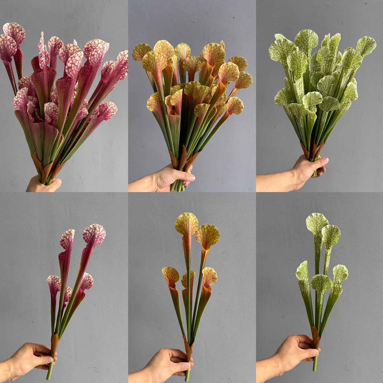 サラセニア kurichan サラセニア kurichan 楽天市場】サラセニア（花・観葉植物｜花