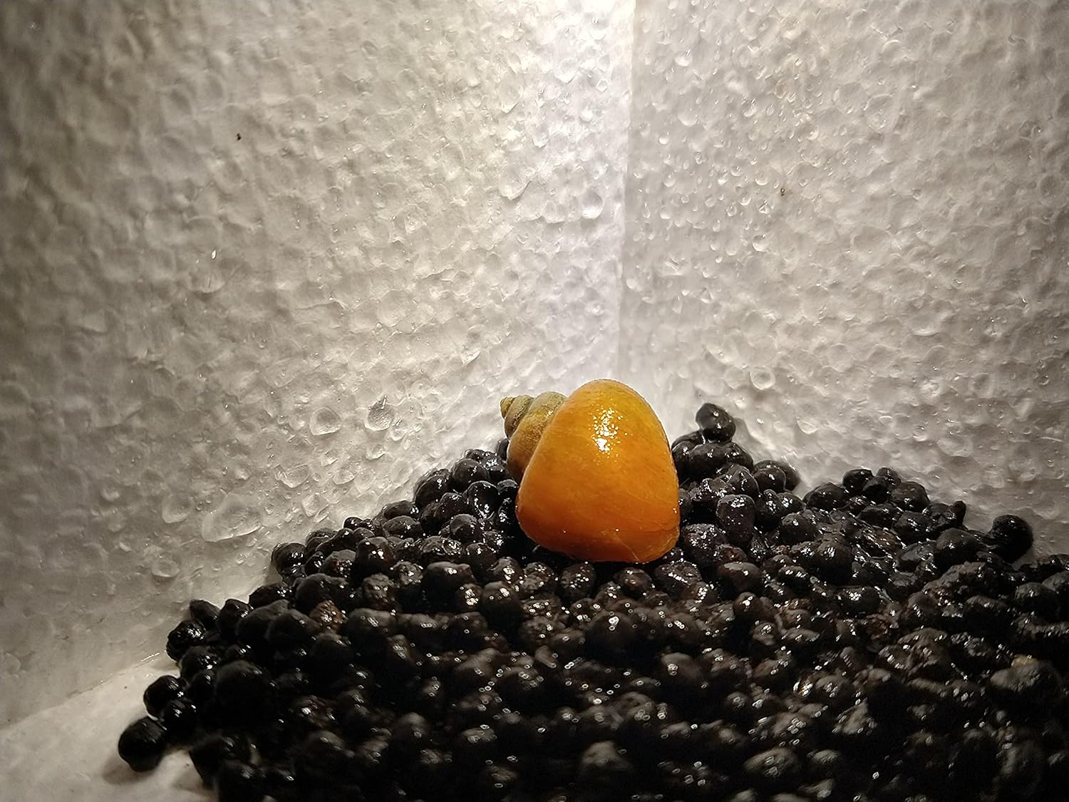 LLC 3 Pack Mystery Snails with Java Moss-Peaceful Tankmates Multi color Priority mail with insulated box