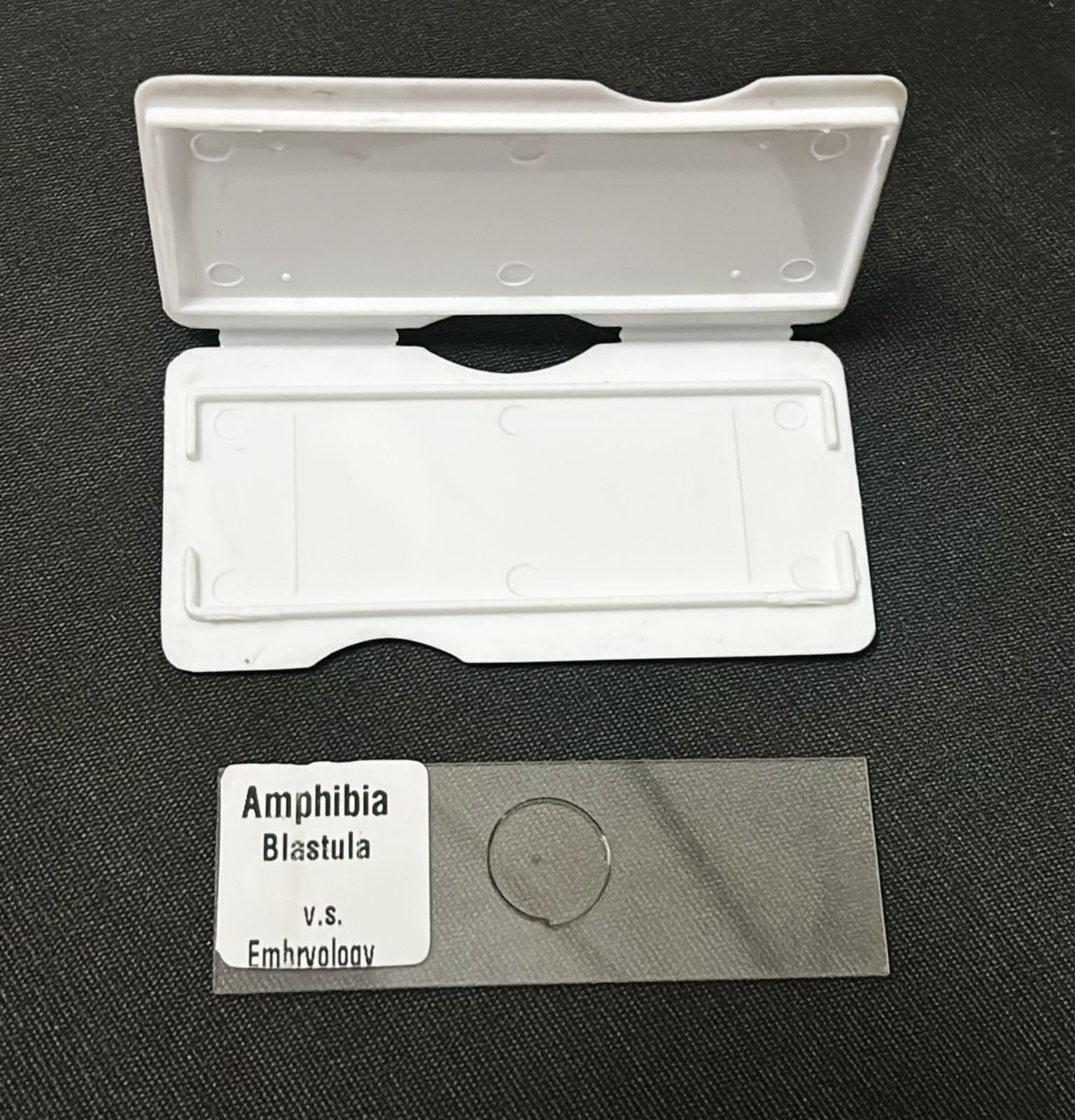 AI-Blastula Prepared Slide/for Microscope Slidefor Microscope Slide/Used for Laboratory Microscope/Biology Lab Equipment/Used for Pathology lab/Scientific and Laboratory Product
