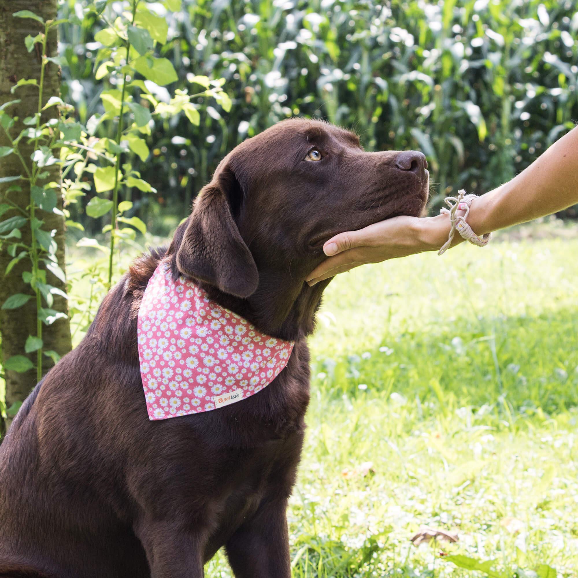 Pettsie Collier Bandana pour Chien, Bracelet d'amitié Assorti au propriétaire, Coffret Cadeau, 3 Tailles faciles à régler, Chanvre Doux, Anneau en D Solide pour Laisse, L, Rose