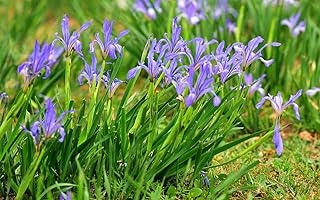 Malan Iris Flower Seeds,Chinese Ma Lotus Flower Seeds,Perennial Potted Bonsai Plants Seeds,Home Garden Flower Decoration,Easy to Live