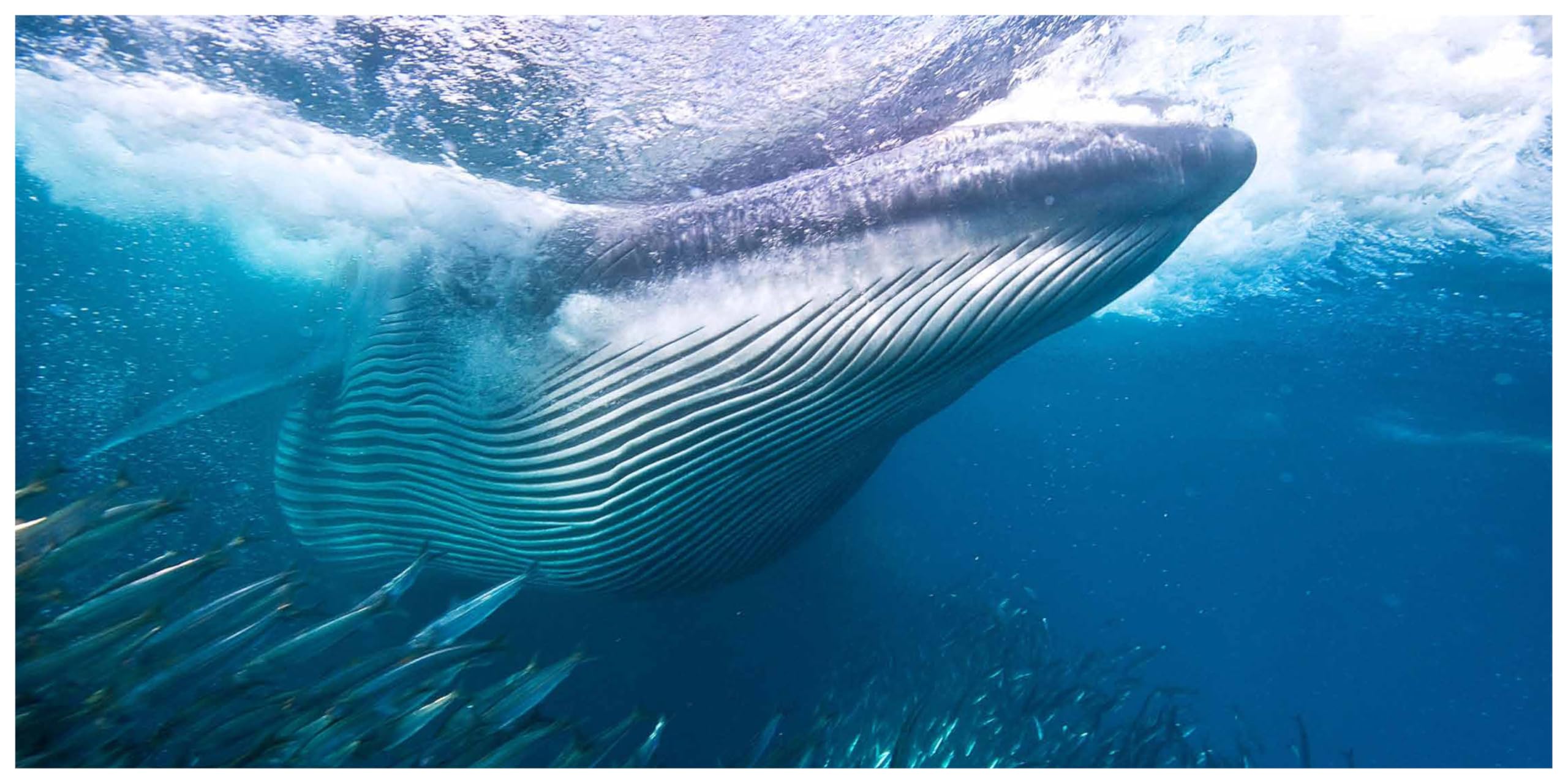 The Life And Love Of The Sea: Photographs