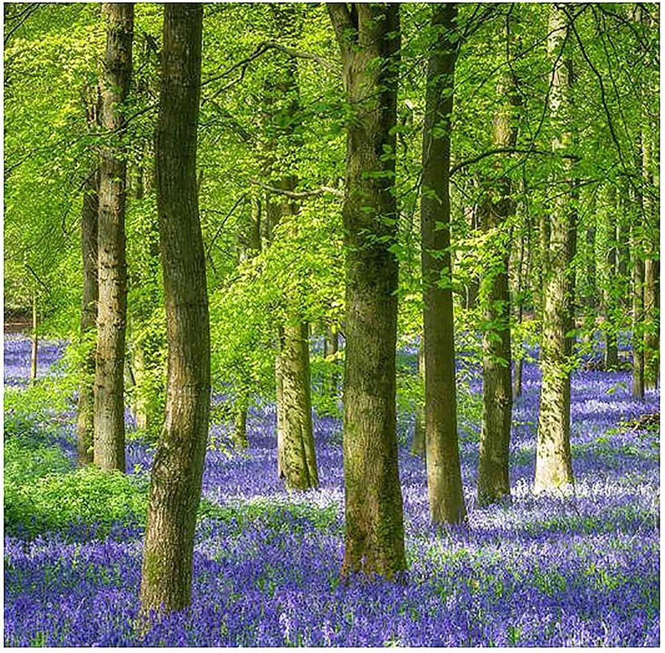 Amazon.com : 50 English Bluebell Bulbs - Hyacinthoides Non-scripta