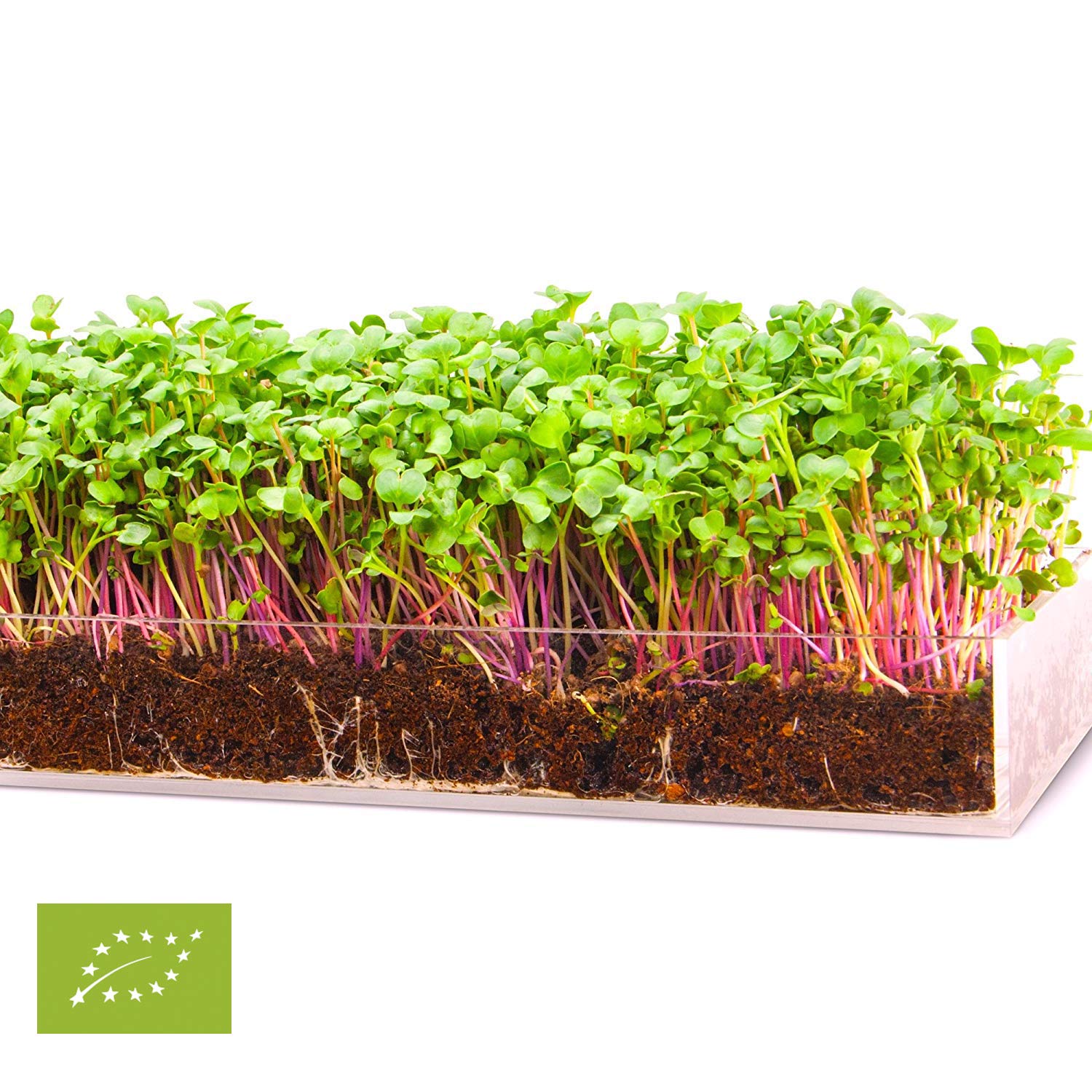 Garden Pocket Bandeja Large Brotes Germinados Bandeja Sustrato de ...