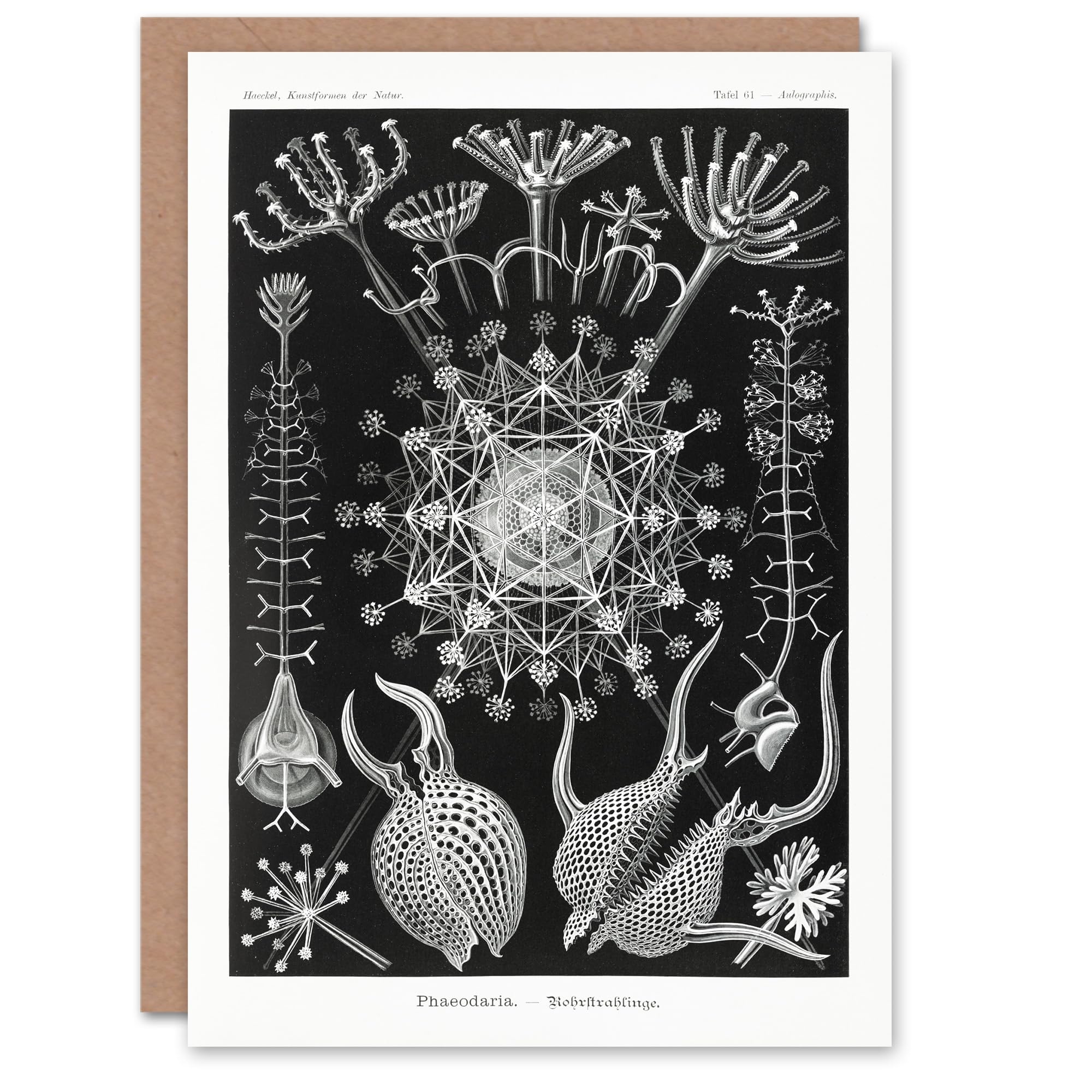 Artery8 Ernst Haeckel Art Card Phaeodaria Marine Life Illustration