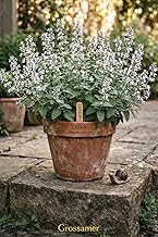 Catnip Seeds (100 Seeds) - Nepeta Cataria Flower Seeds for Indoor & Outdoor Gardening - Natural Mosquito and Insect Repellent - Heirloom, Non-GMO Perennial Herb - Grow Year-Round (Pack Of 01)