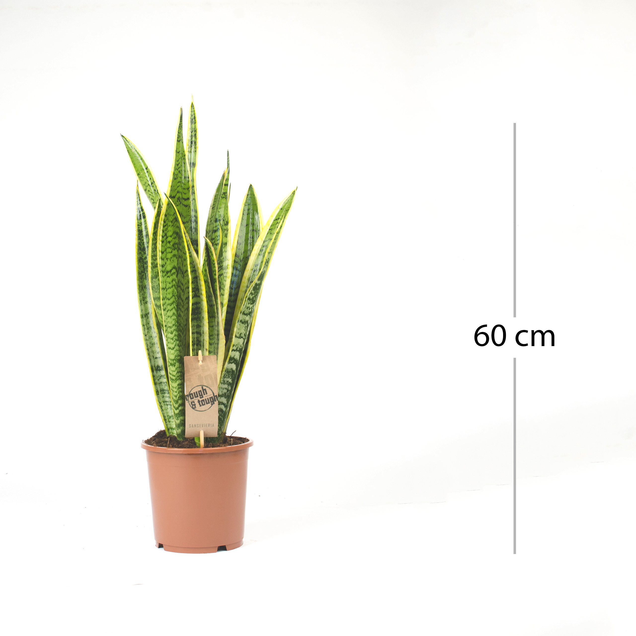 IFLO® Bogenhanf Sansevieria Laurentii 2er-Set – 50-65 cm, luftreinigende, pflegeleichte Zimmerpflanzen im Topf 17-19 cm