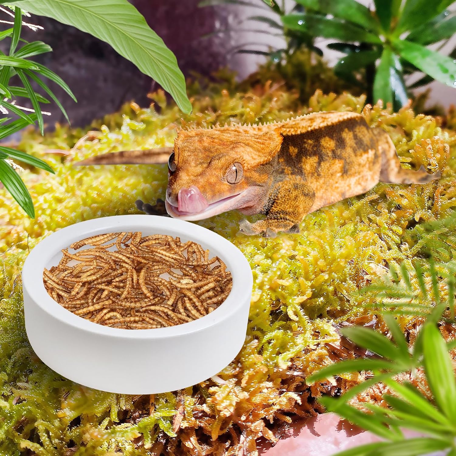 Tfwadmx 6 Pack Reptile Food Bowl, Mini Ceramic Water Feeder Bowl, Reptile Worm Feeding Dish for Lizard Turtle Bearded Dragon Anoles Crested Gecko Hermit Crab Leopard Gecko Chameleon Corn Snake