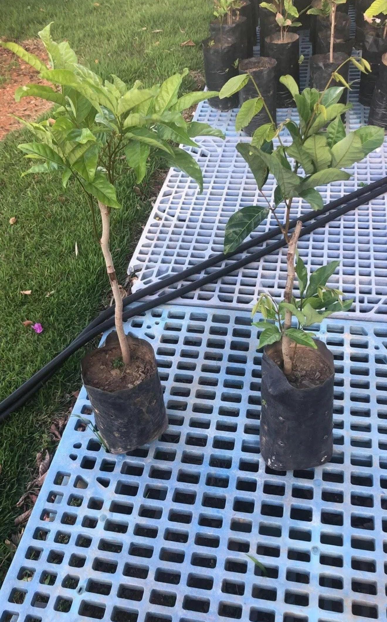 Amazon.com : Grafted Rambutan (Nephelium lappaceum) Tropical Live