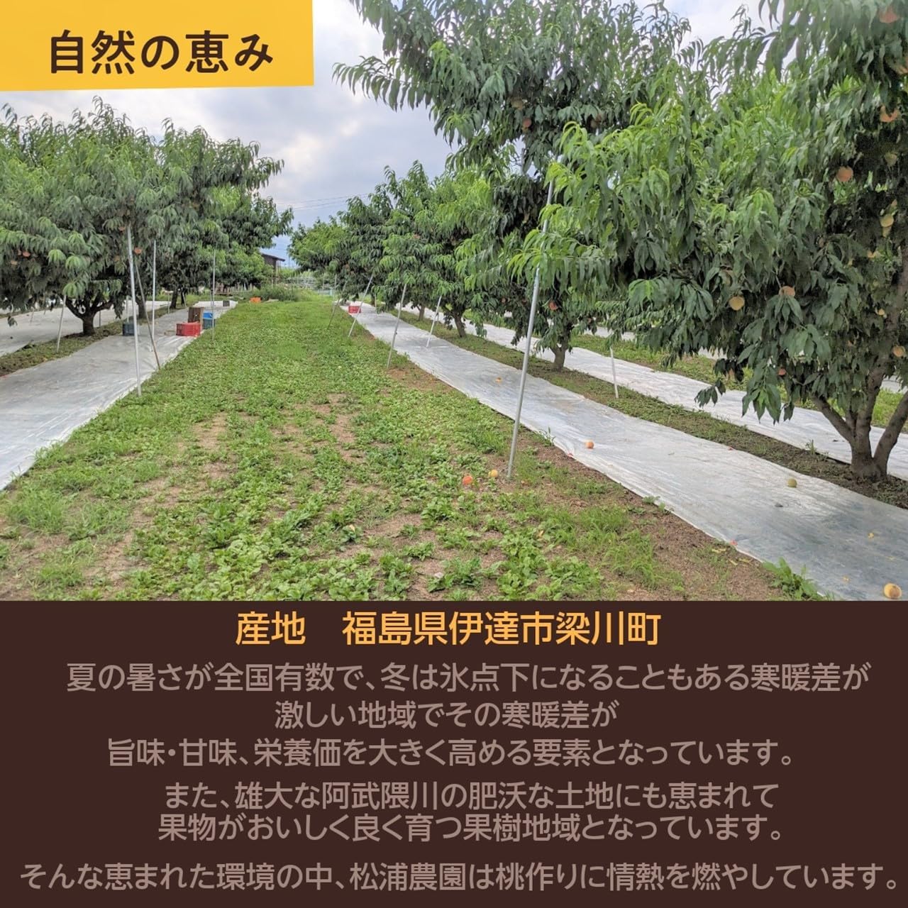 YUHAN WANG HOUNDSTOOTH KNOTTED JACKET