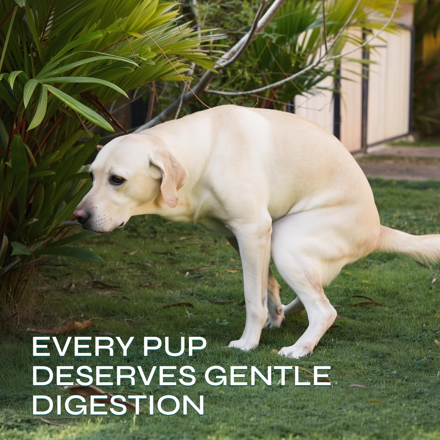 Probiotics for Dogs - Prebiotics & Digestive Enzymes 17,420 mg per Pack - Dog Probiotics Chews for Gut Health, Diarrhea, Gas & Constipation Relief - Itchy Skin, Allergies, Yeast Balance - 130 Treats - image 7