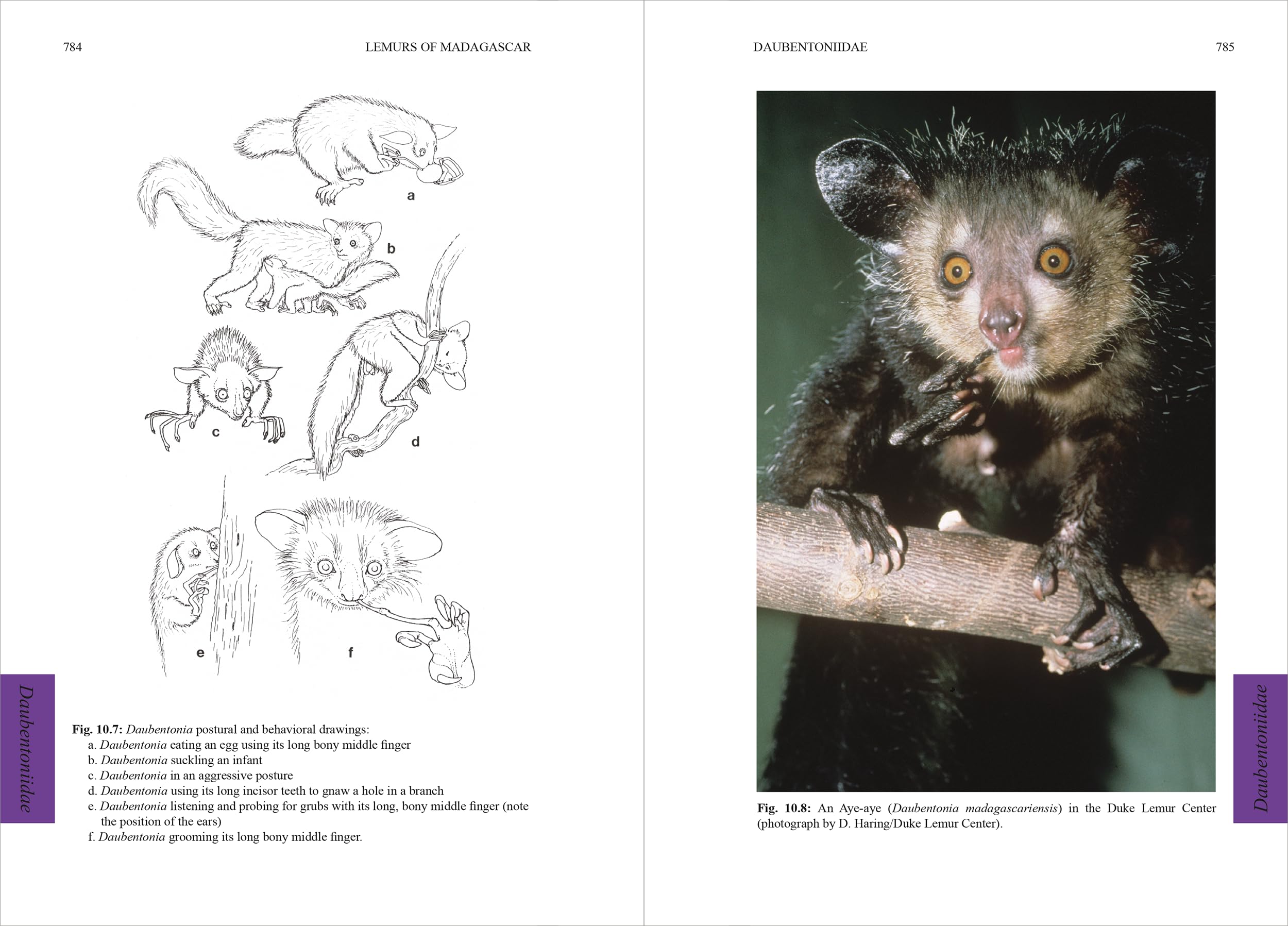 Lemurs of Madagascar