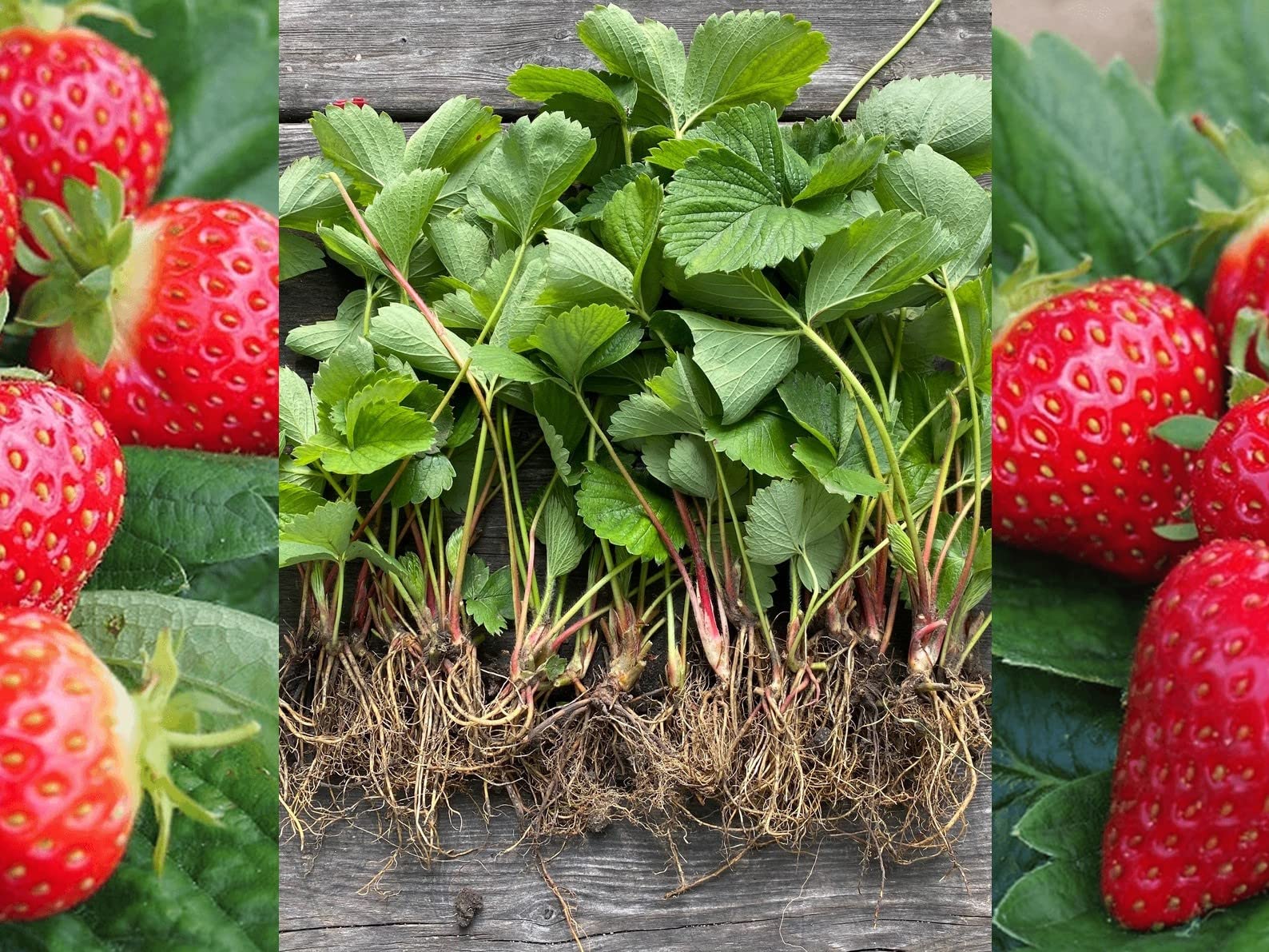 Sponsored Ad – 6 x Strawberry Plant Mix Bare Root Plants Including A Mix of High Yeilding Varities (Regular Package)