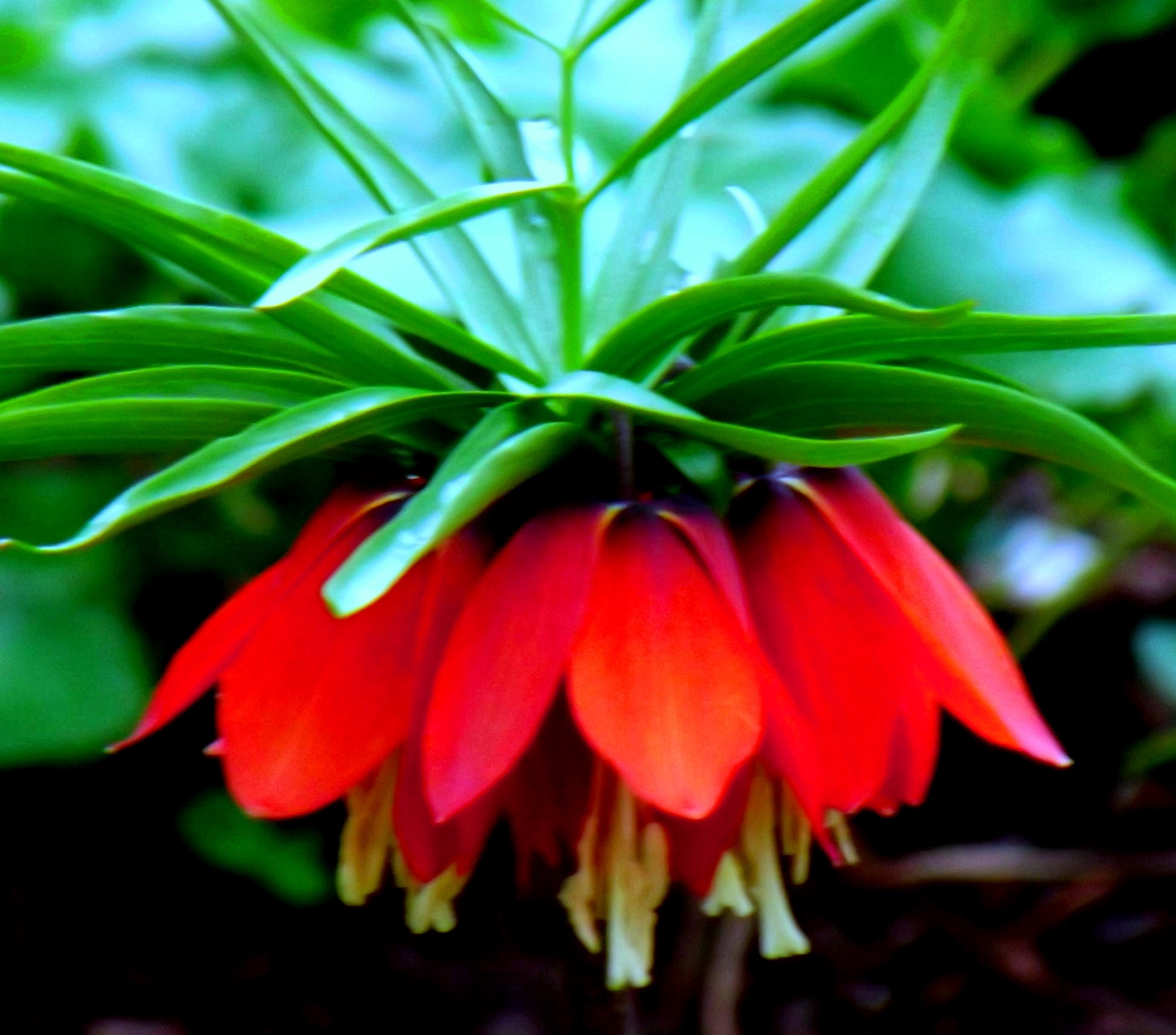 Fritillariazwiebel : Kaiserkrone Fritillaria imperialis " rubra " 10 Blumenzwiebeln 18/20