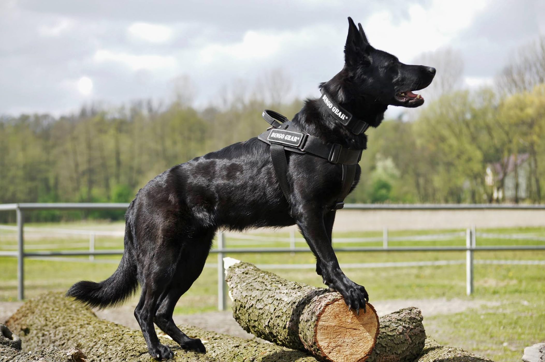Dingo Gear Collar Cobra con Hebilla Segura y Velcro. Defensa. Cuello 45–63 cm, Negro (S04029)