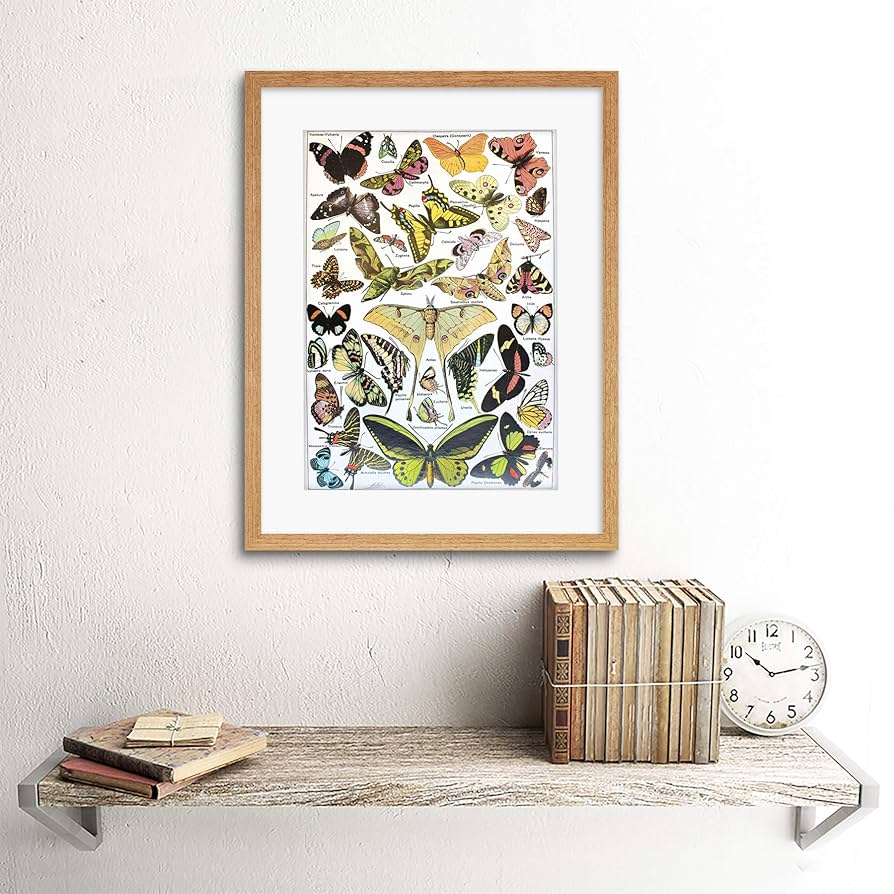 絵画 butterfly Amazon.co.jp: Scientific Butterfly Moth Colour Drawing