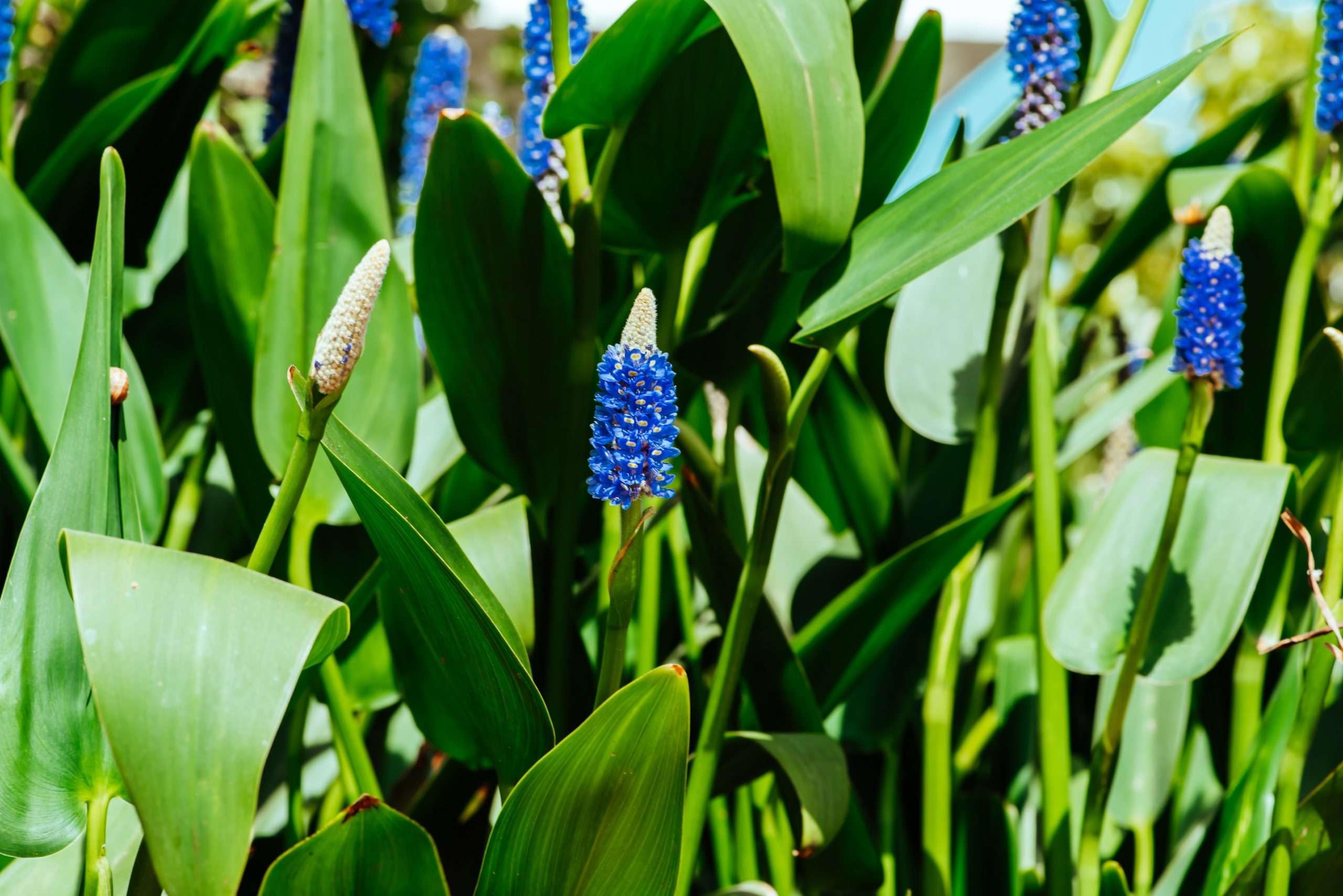 Lincolnshire Pond Plants Ltd - Pontederia cordata lanceolata (Giant Pickerel Weed) - Marginal Pond Plants - MP095-1 / 1Ltr Potted