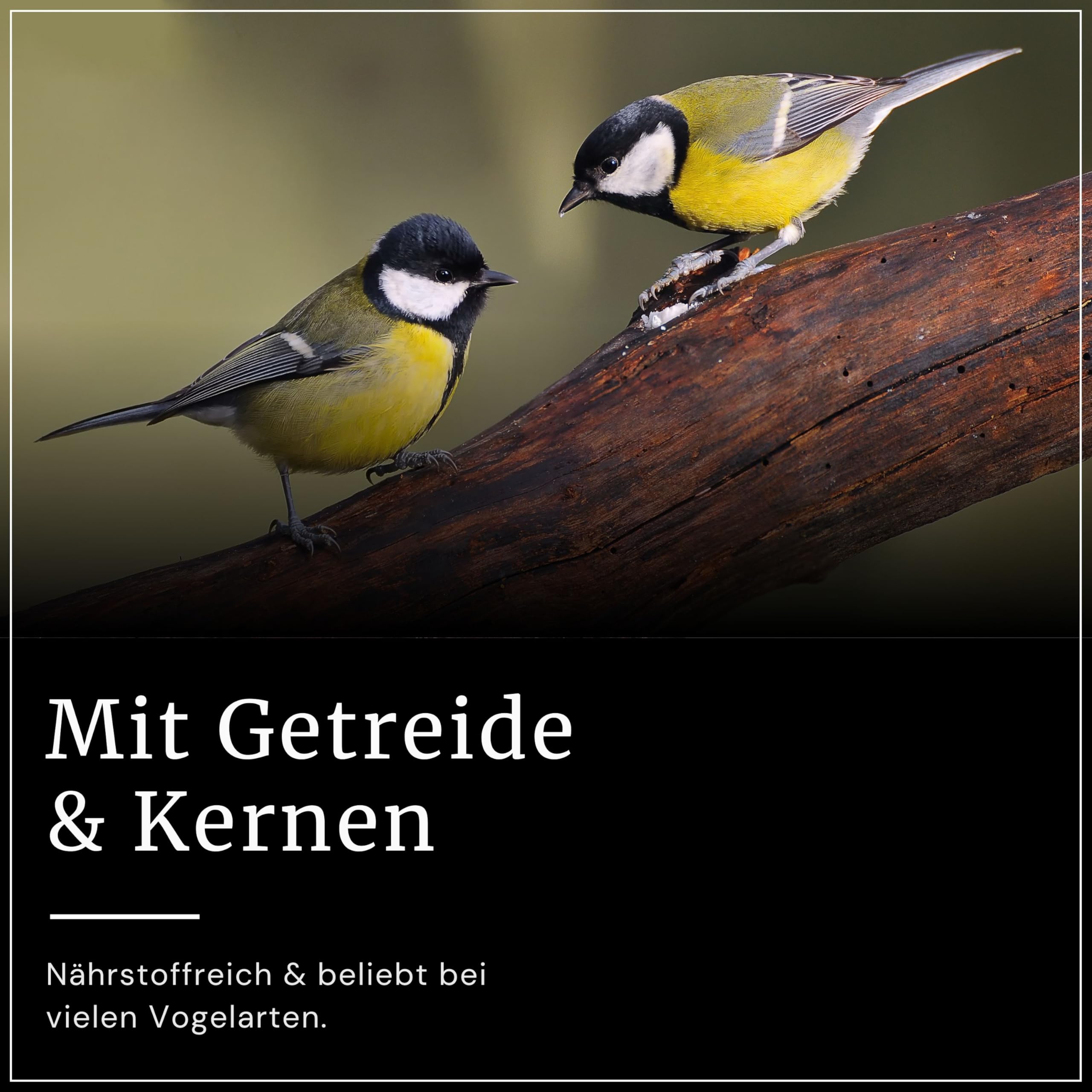 Erdtmanns Meisenknödel ohne Netz 35 Stück im Eimer 3 kg – Wildvogelfutter mit Getreideflocken & Sonnenblumenkernen – umweltfreundlich & ganzjährig – ohne Plastiknetz