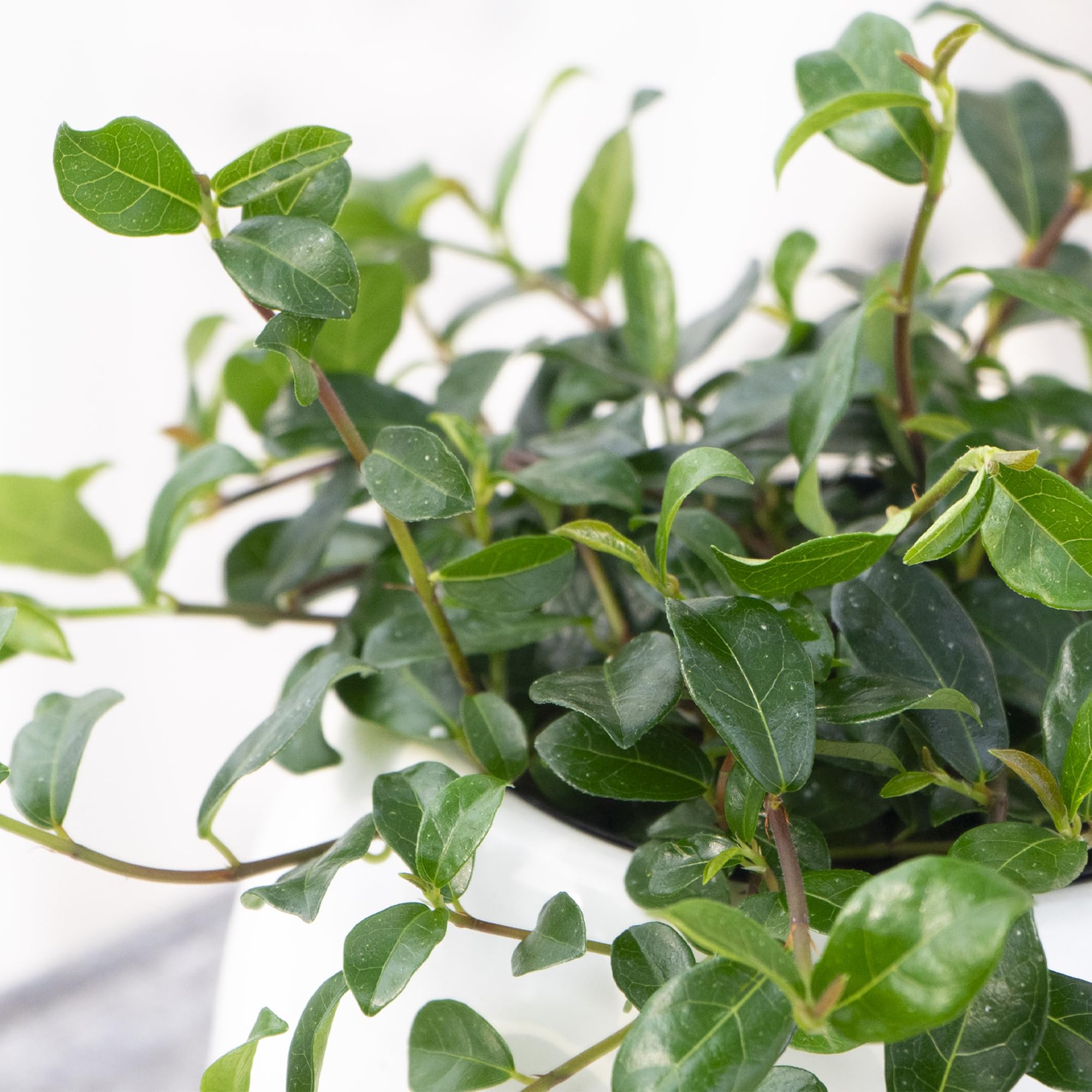 Amazon.co.jp: 観葉植物 フィカス シャングリラ 9cmポリポット苗 1株