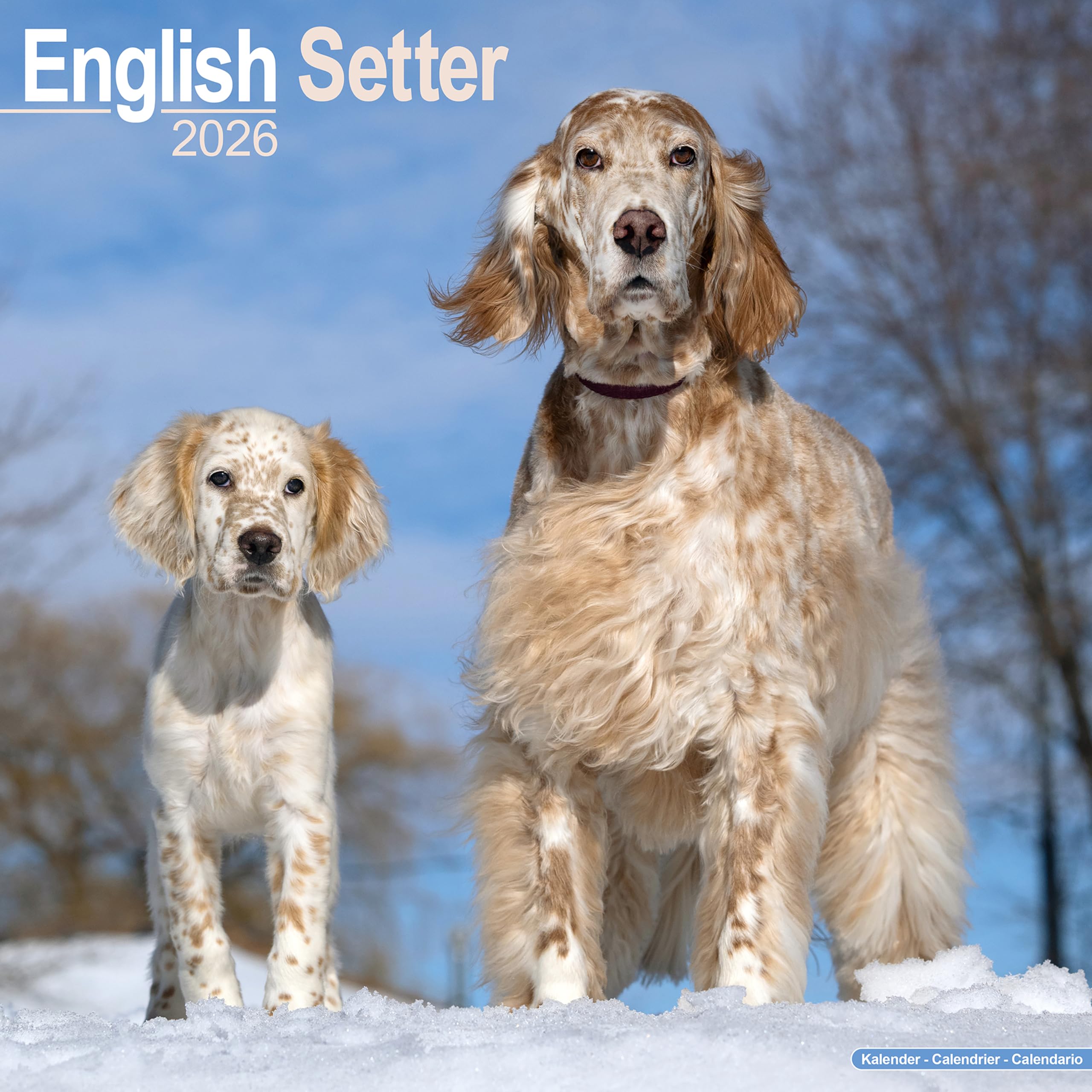 English Setter 2026 Calendar | Dog Breed Gift Wall 20% OFF MULTI ORDERS