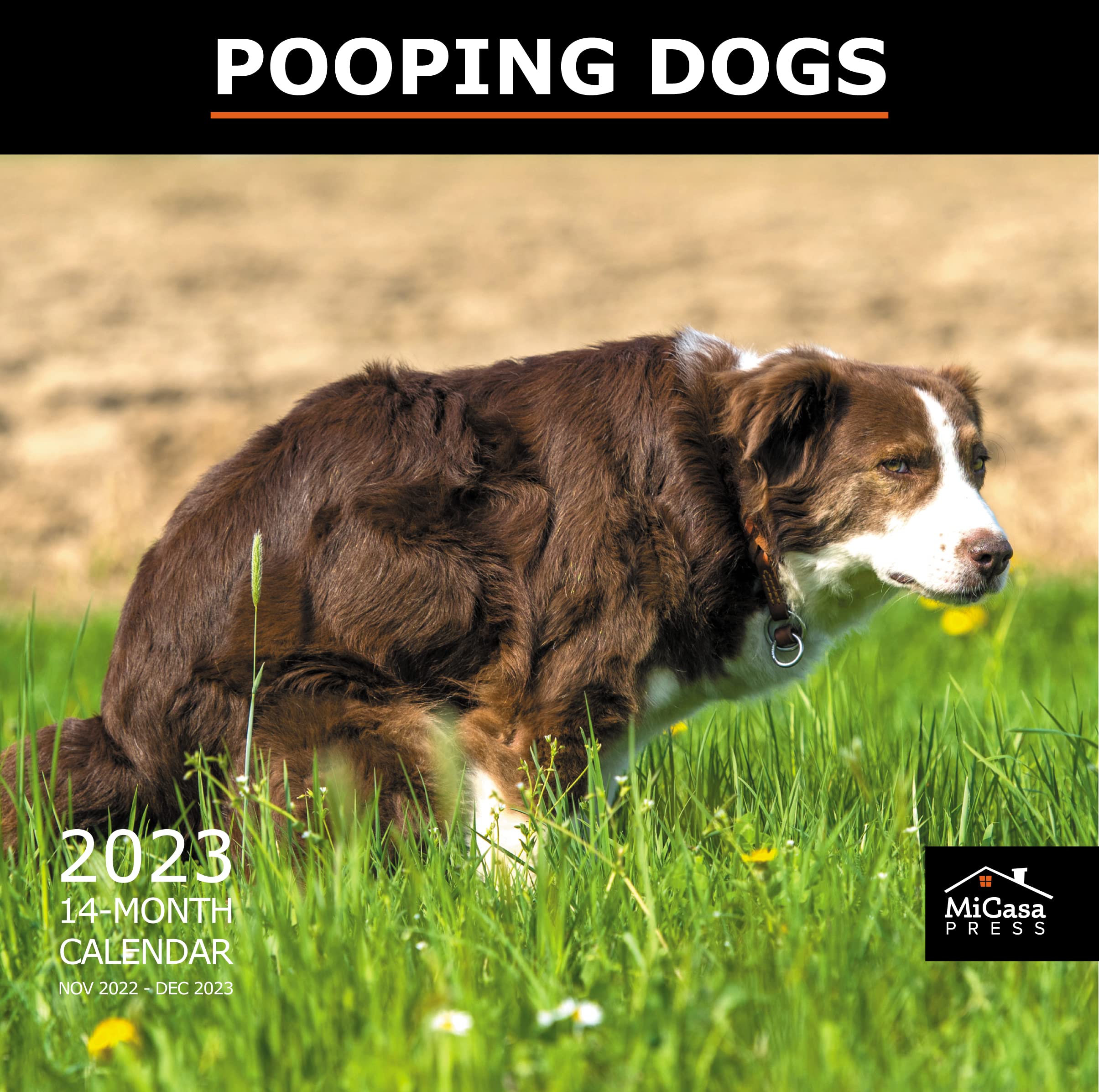 Why Would A Dog Eat Their Own Poop