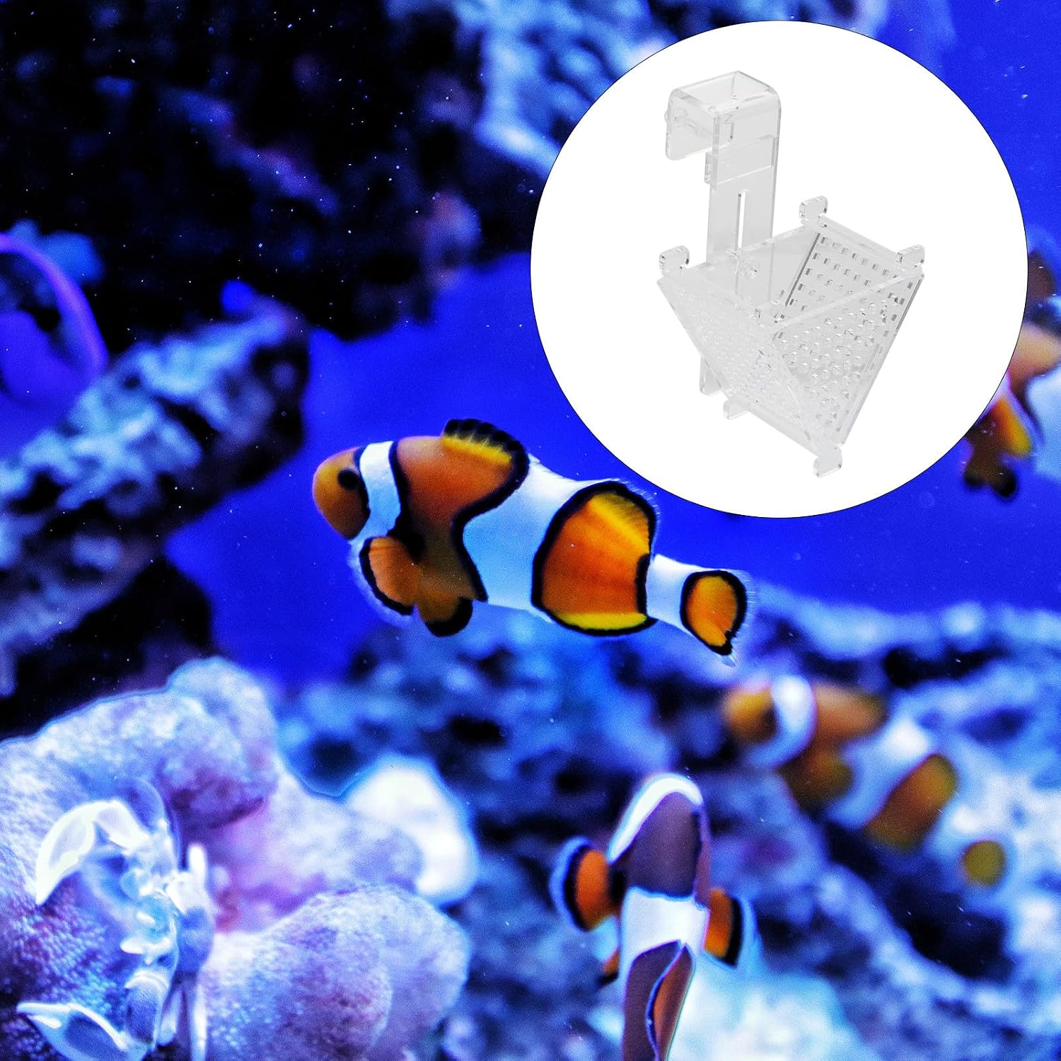 Acrylic Fish Feeding Cup with Red Worm Holder Cone Shape Aquarium Food Container for Fish Tank Accessories and Aquatic Pets Feeding Tool image 5