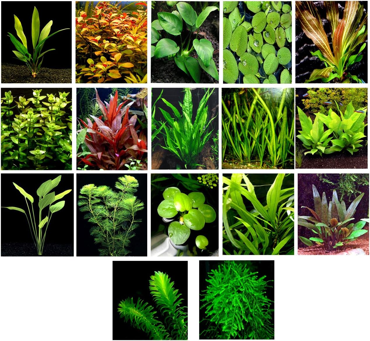 50 Live Aquarium Plants / 17 Different Kinds - Amazon Swords, Anubias, Java Fern, Java Moss, Ludwigia and more! Great plant sampler for 40-45 gal. tanks.