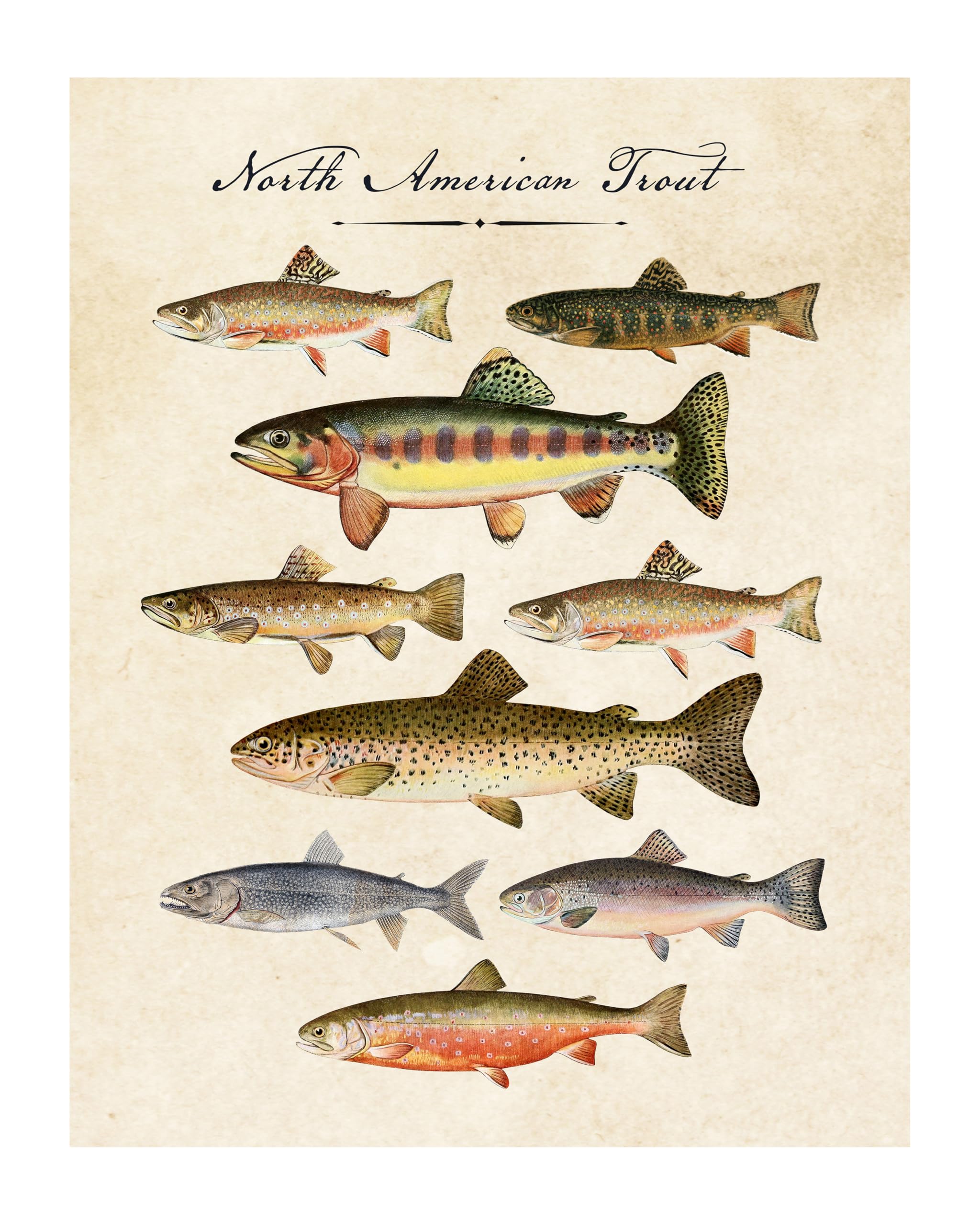 WESTBROOK DESIGN STUDIO Vintage North American Trout Fish No.11 Wall Art Print - 11x14 UNFRAMED Antique Decor Print. Makes a Great Gift for Fishing