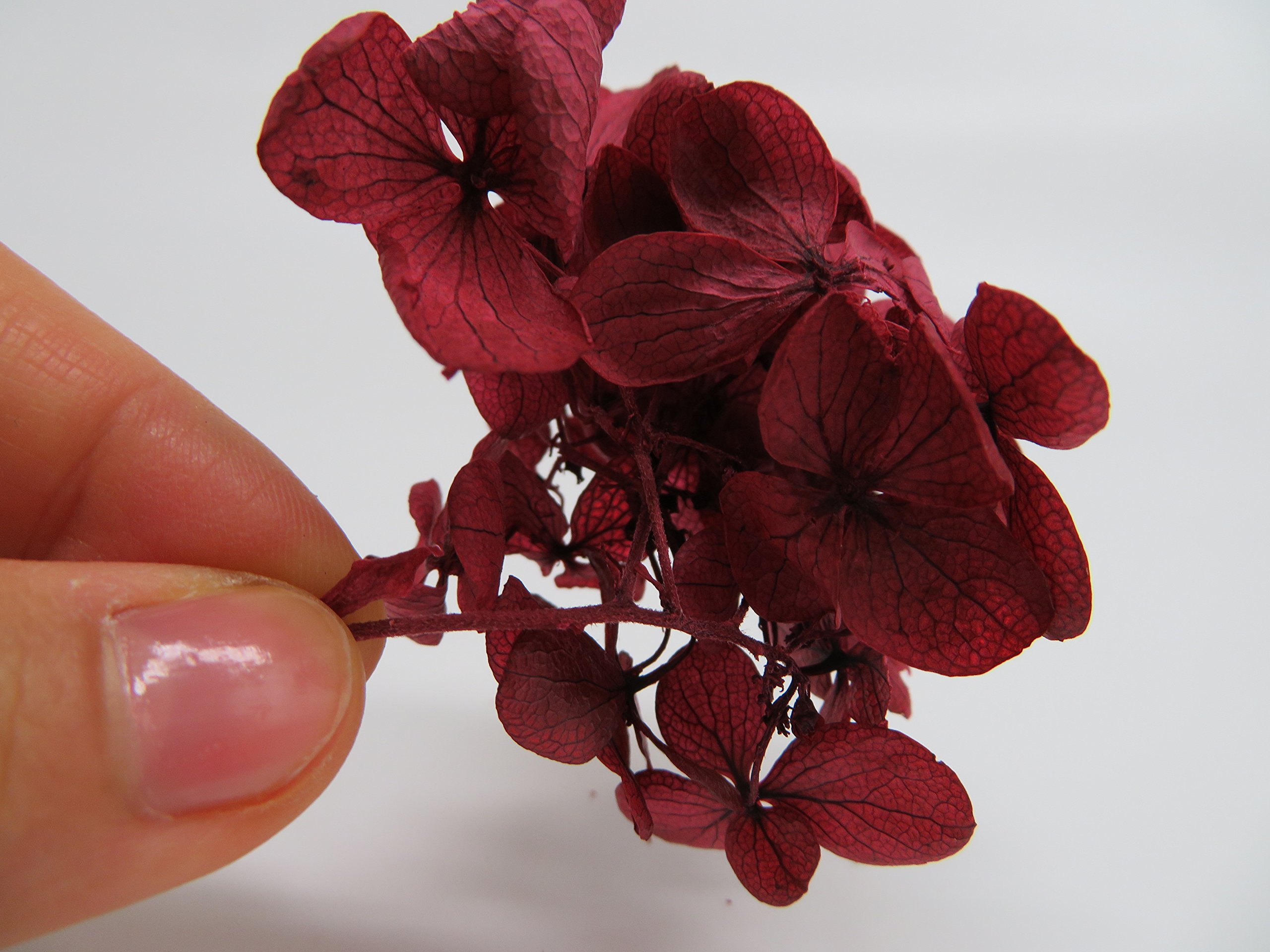 Tanaka Industry ZA-513 Hydrangea Preserved Flowers, Macaron, Wine