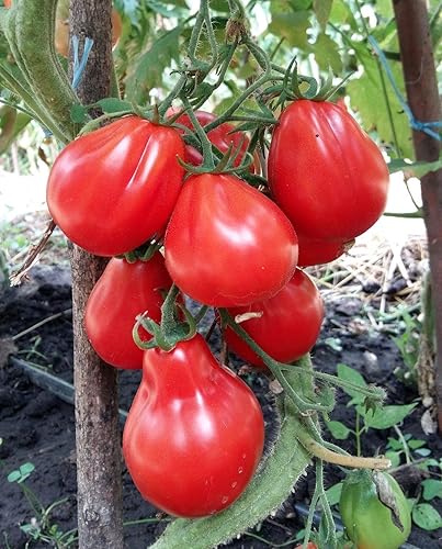 Semillas Tomate Trufa Roja Vegetal Jardín Heirloom para plantar No-GMO