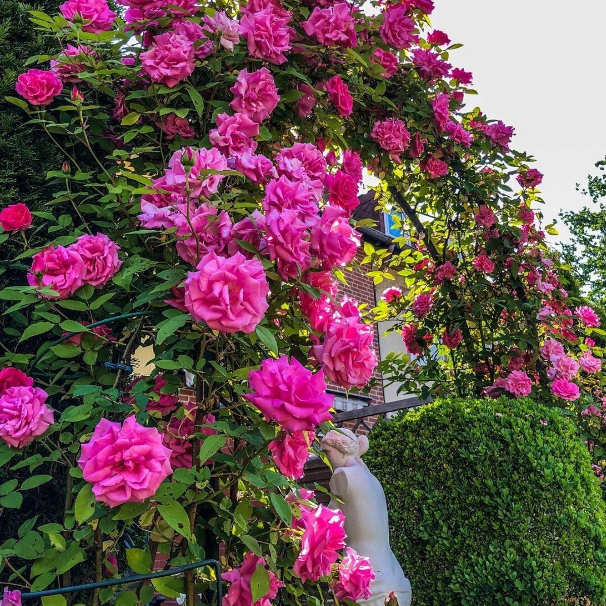 Pink Rosa Wild Rose Seeds, 125 Count, Climbing Vine Flower for